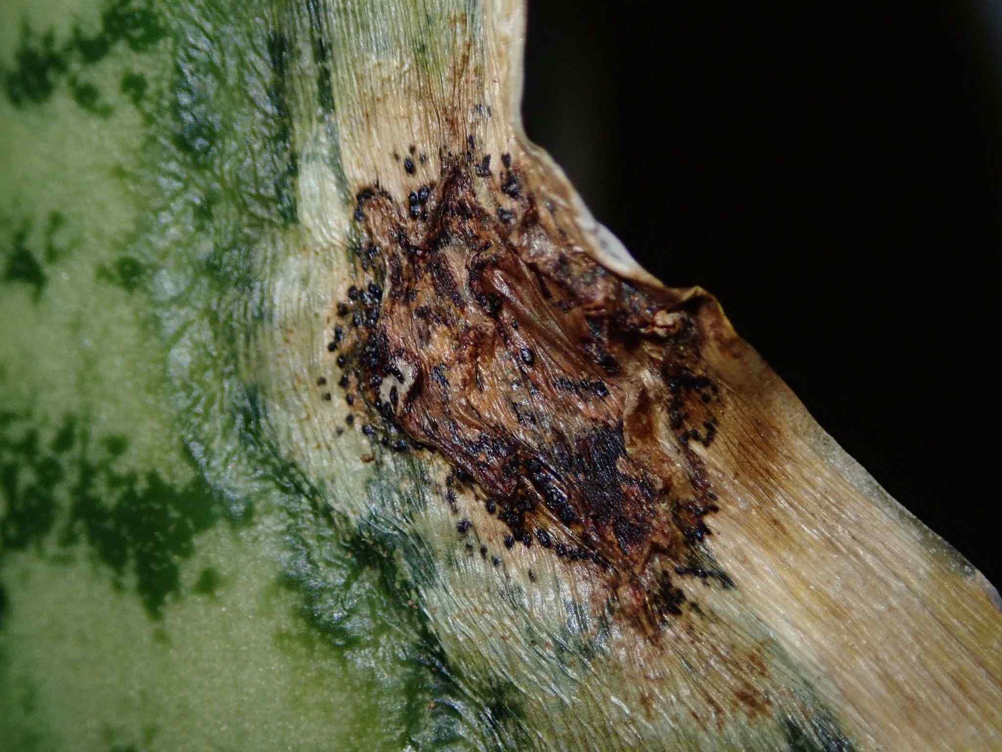 Colletotrichum sansevieriae