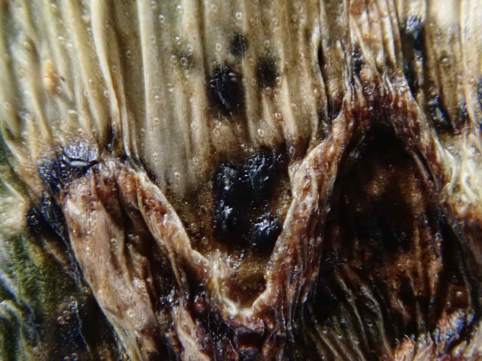 Colletotrichum sansevieriae