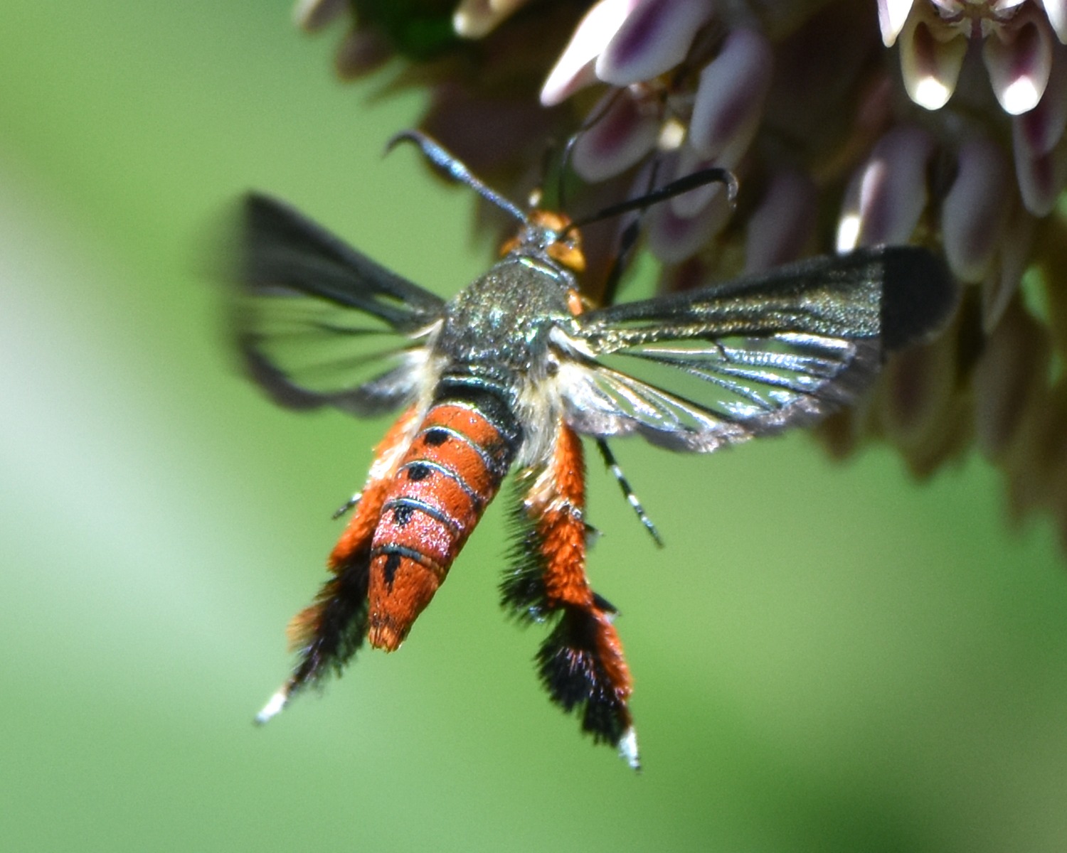 Melittia cucurbitae