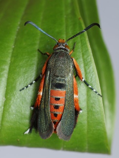 Melittia cucurbitae