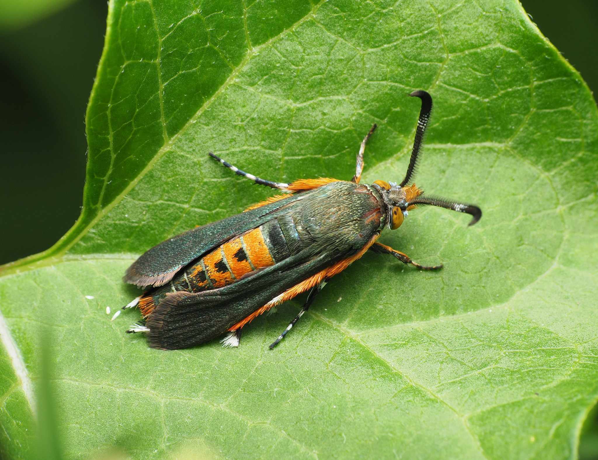Melittia cucurbitae
