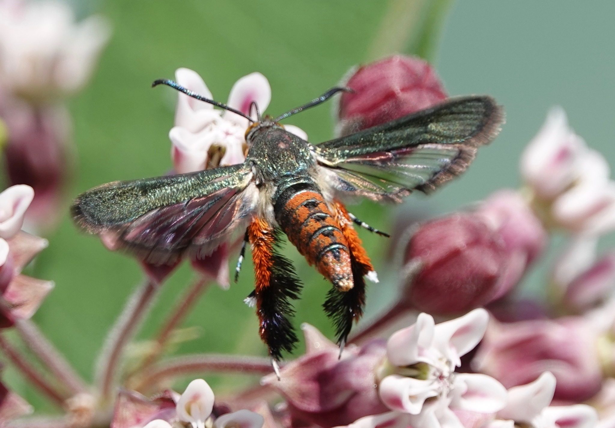 Melittia cucurbitae