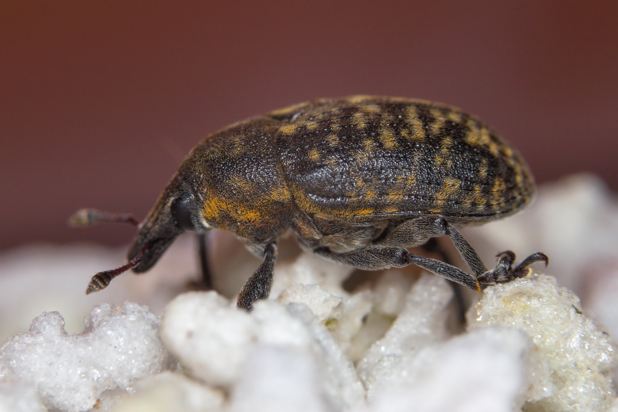 Larinus turbinatus