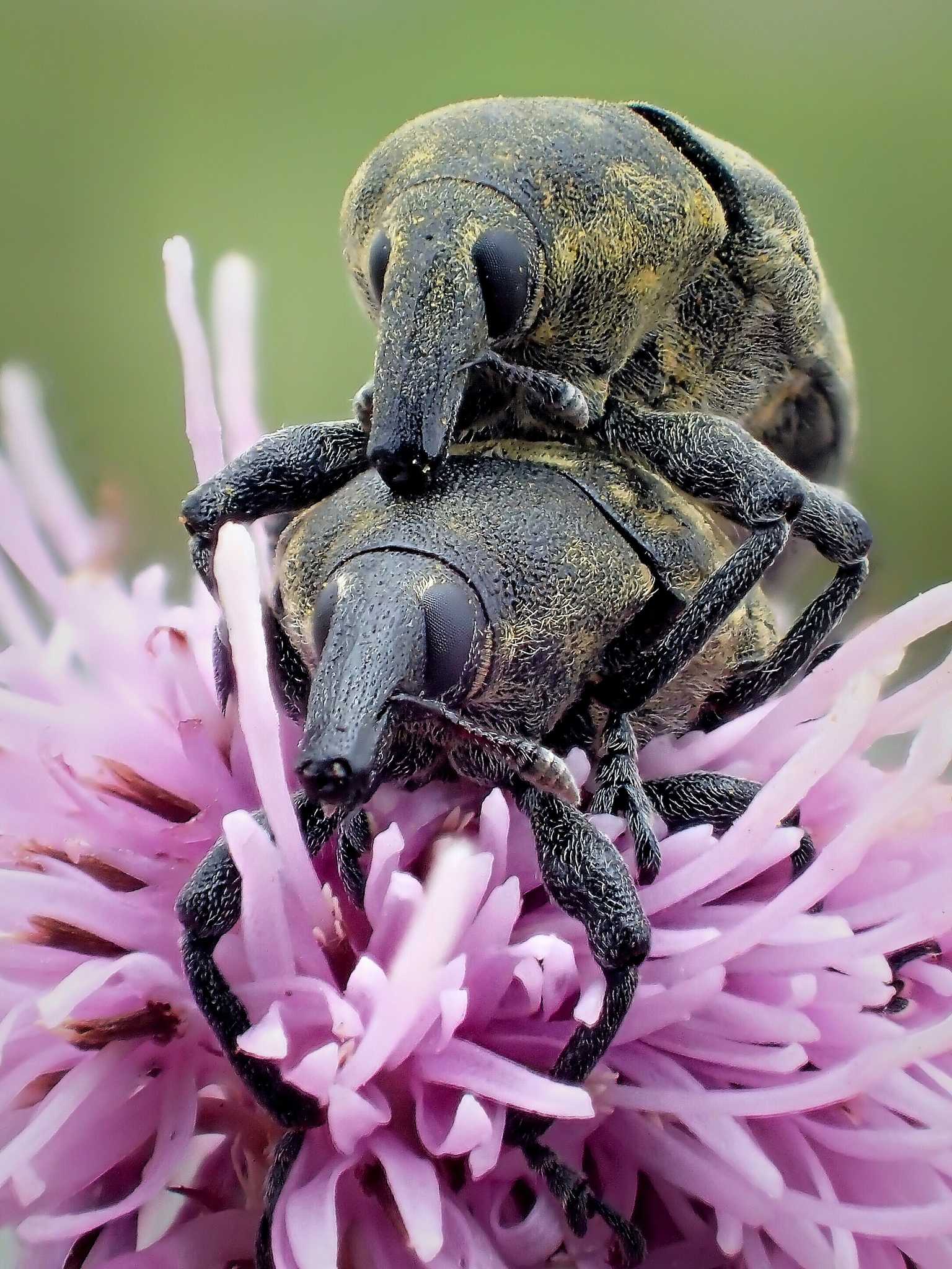 Larinus turbinatus