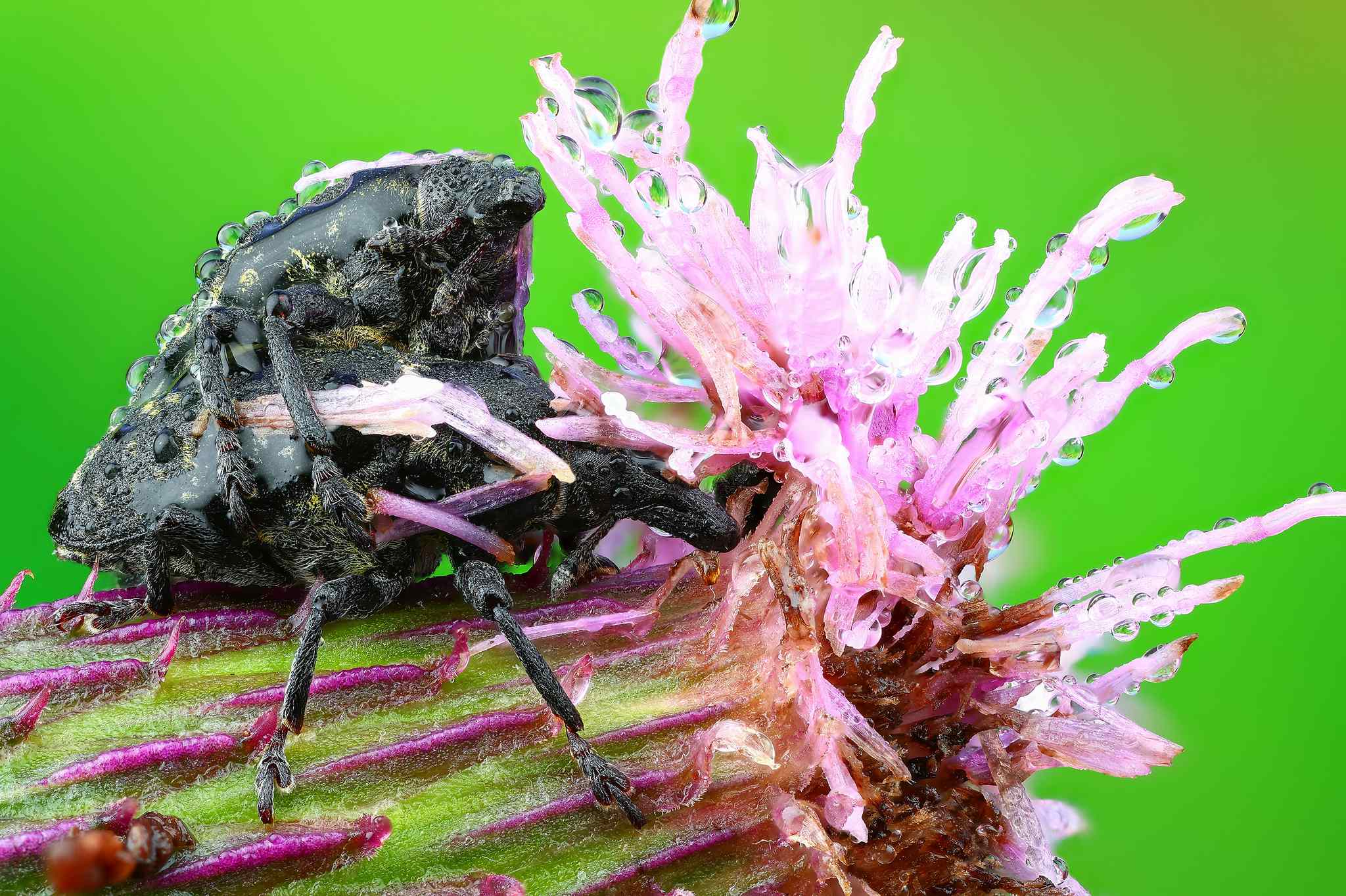 Larinus turbinatus