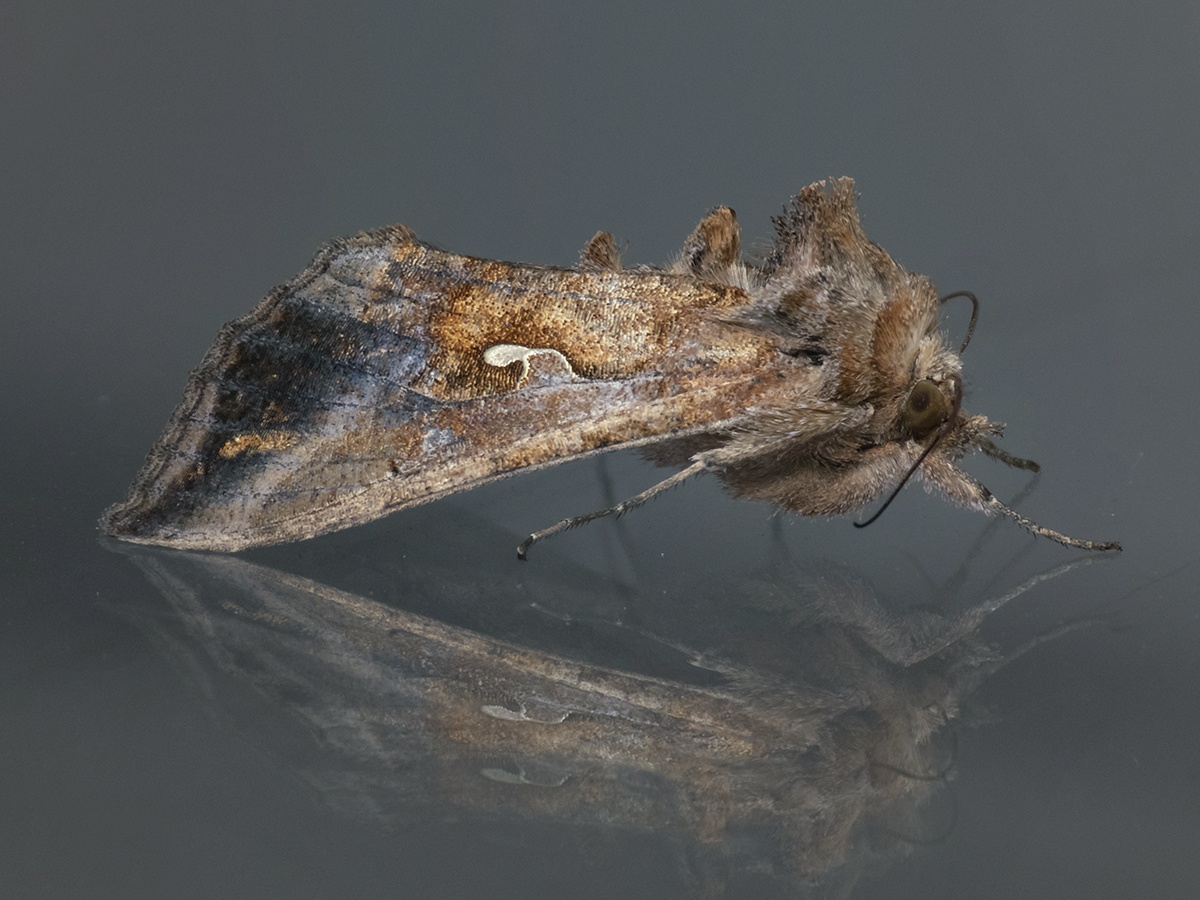 Autoplusia