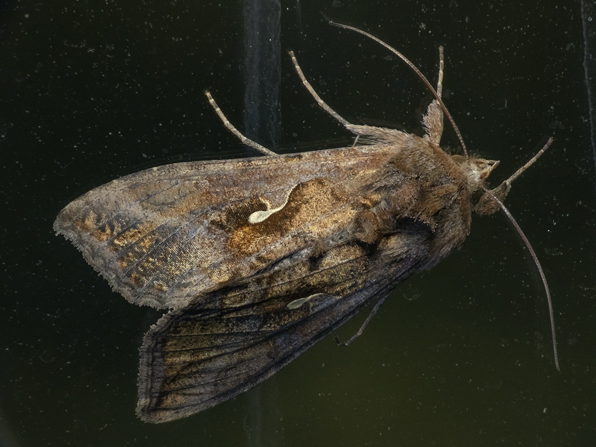 Autoplusia