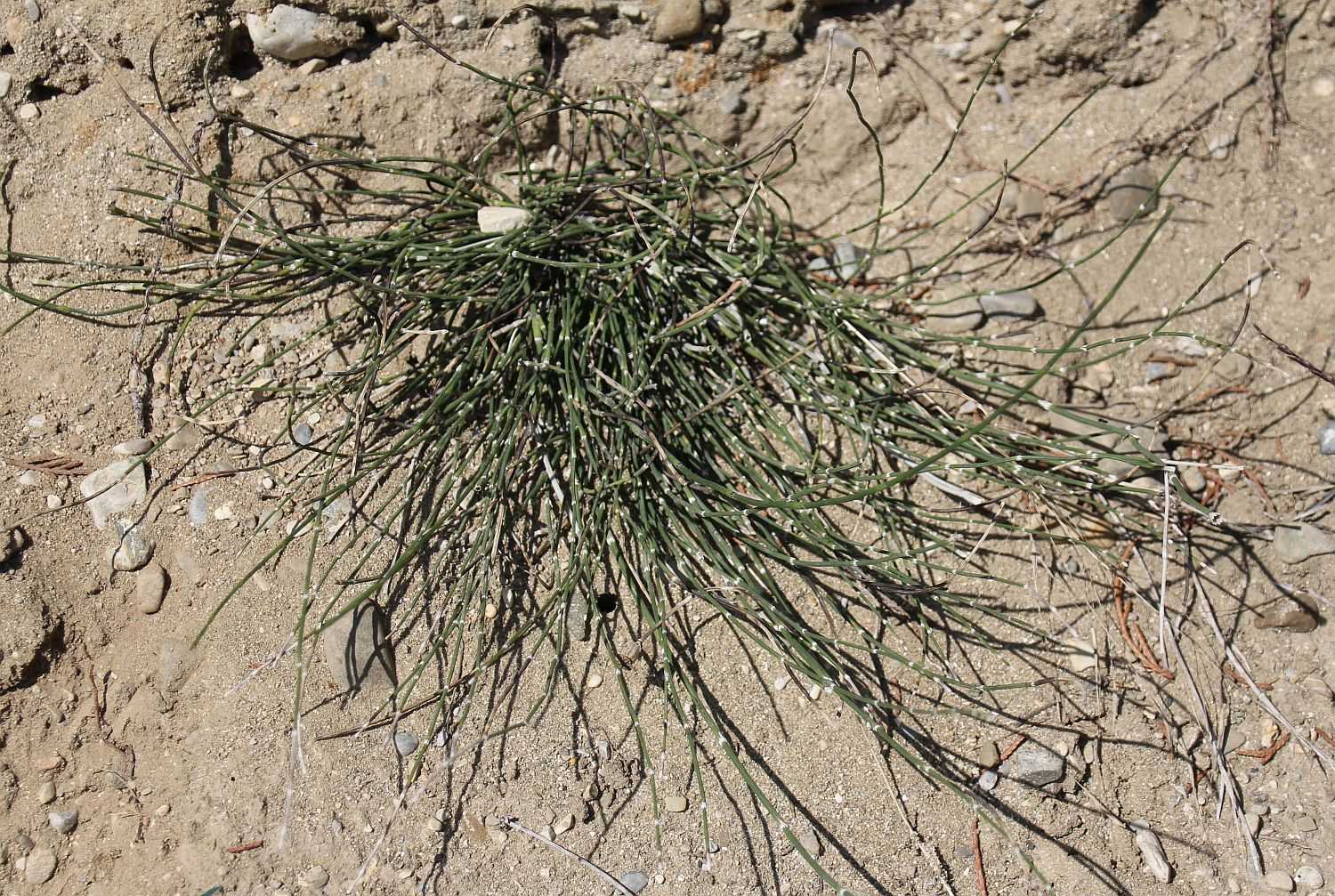 Equisetum ramosissimum