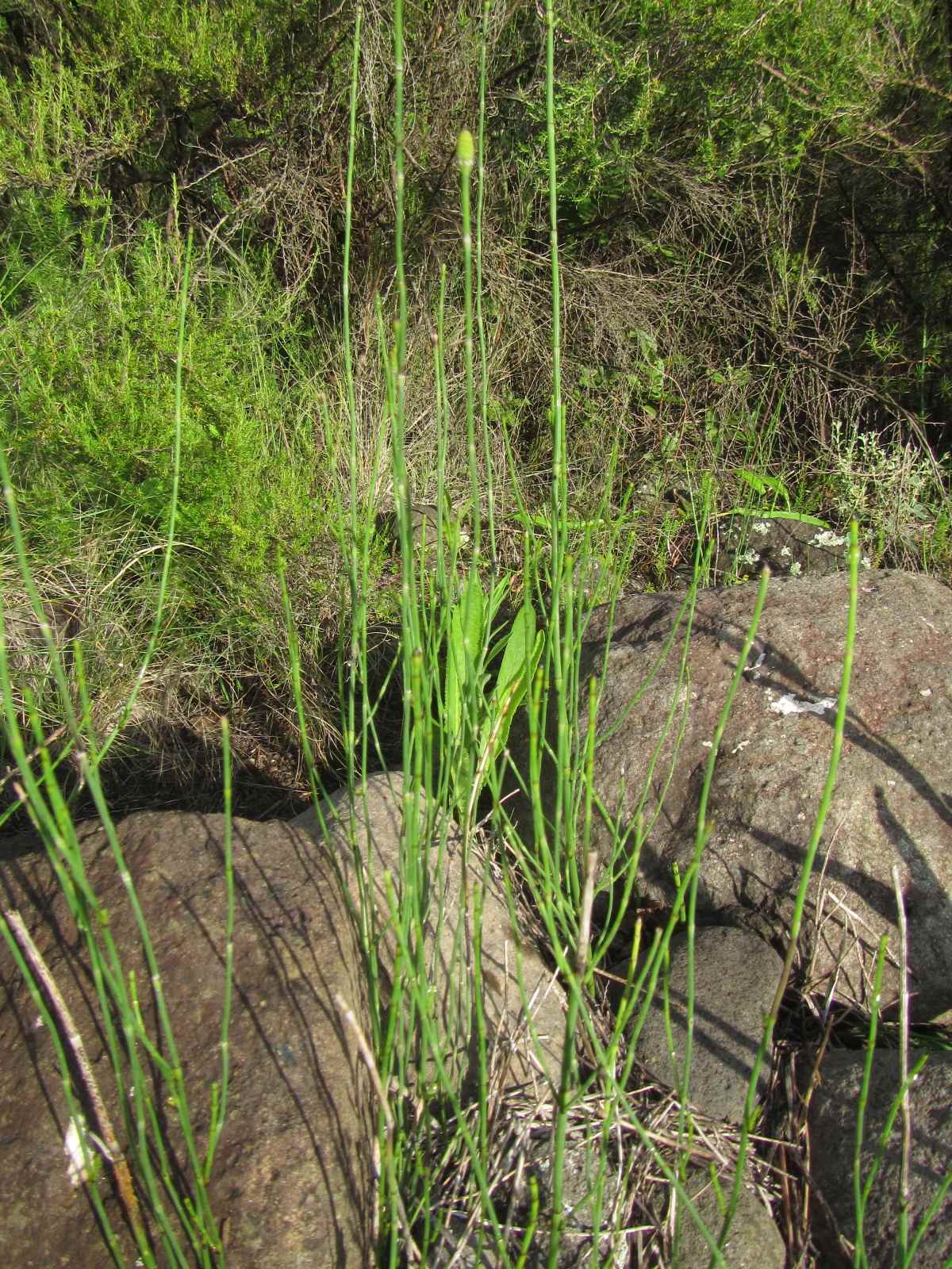 Equisetum ramosissimum