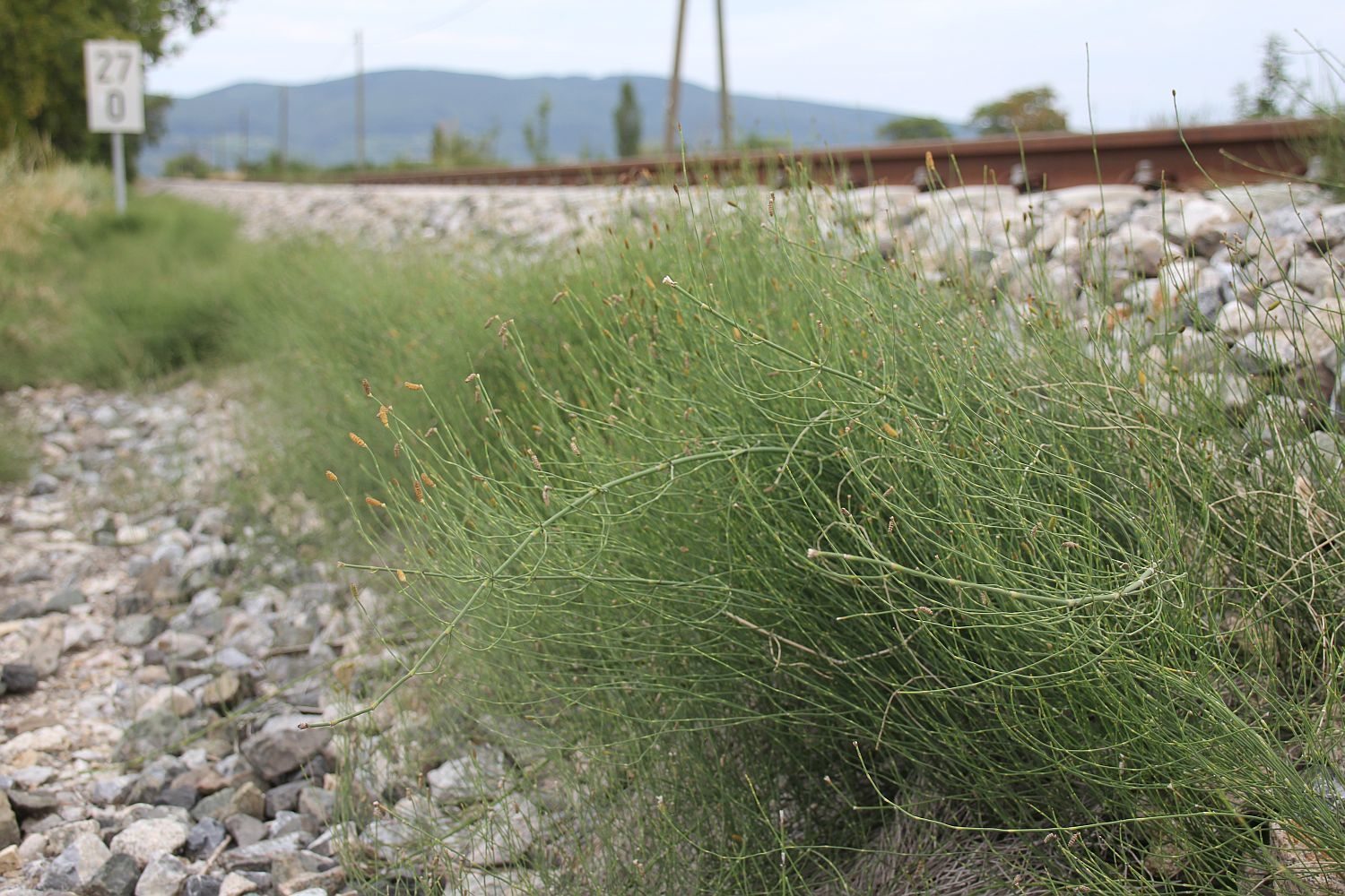 Equisetum ramosissimum