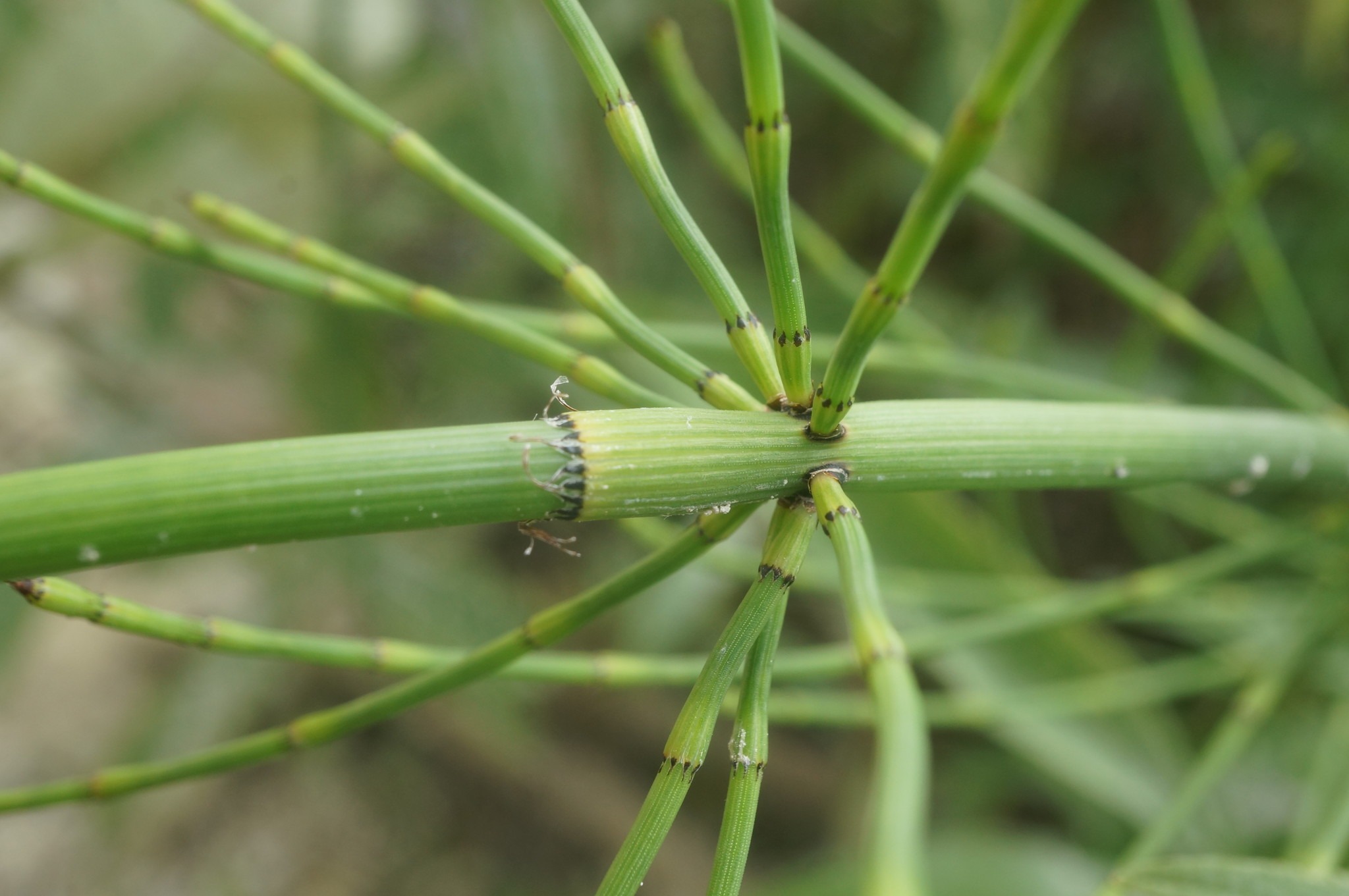 Equisetum ramosissimum
