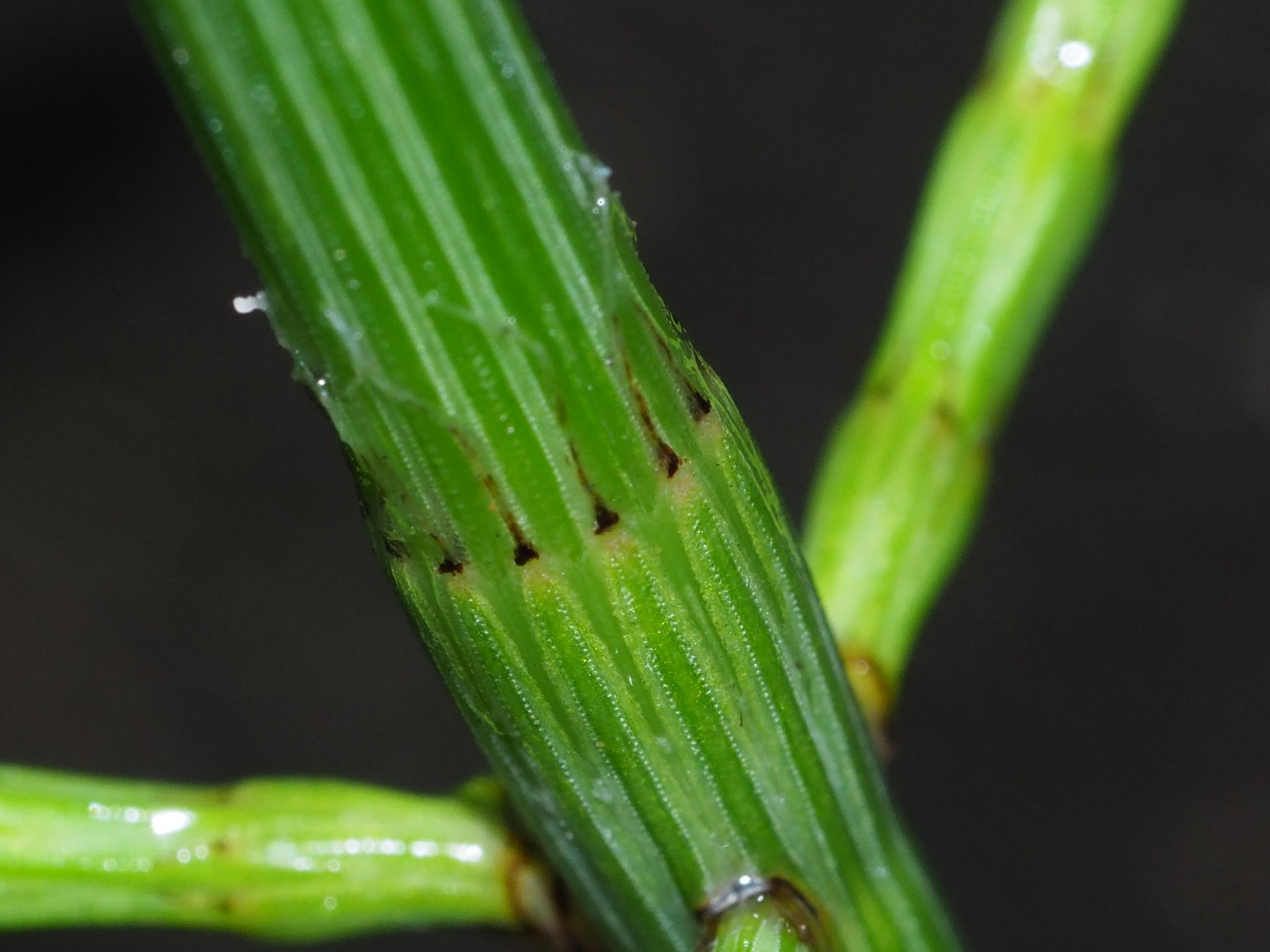 Equisetum ramosissimum