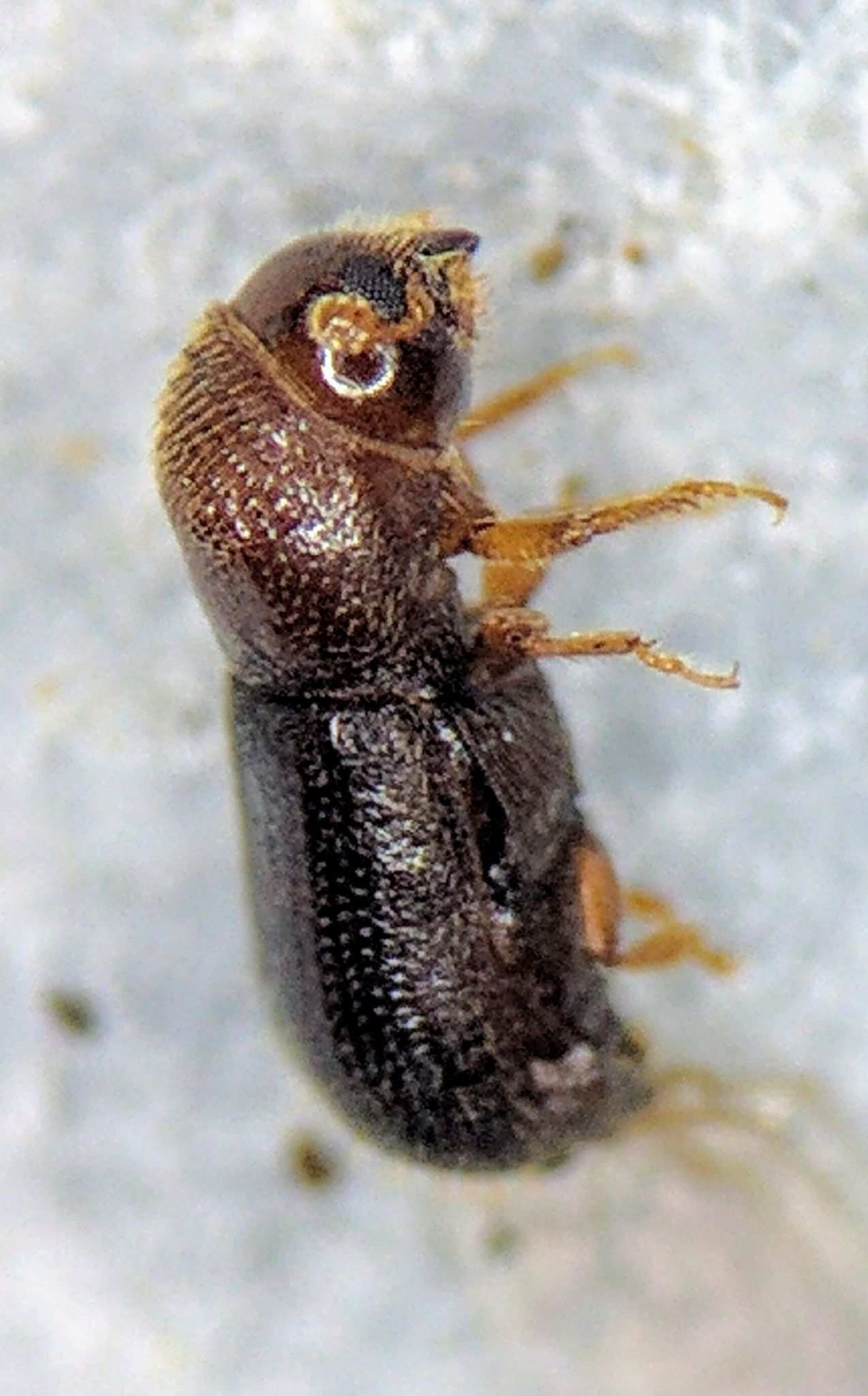 Pityophthorus juglandis