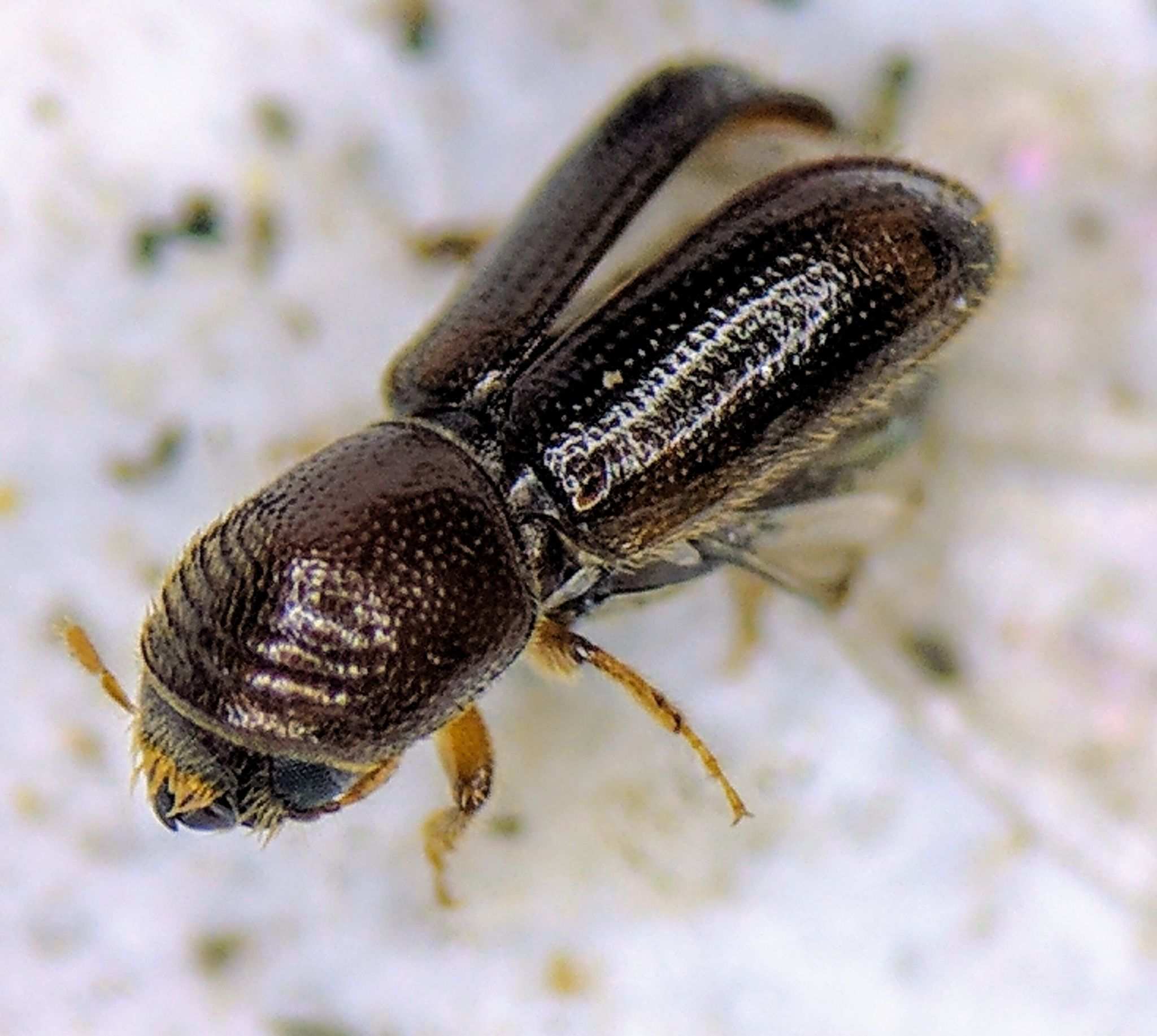 Pityophthorus juglandis