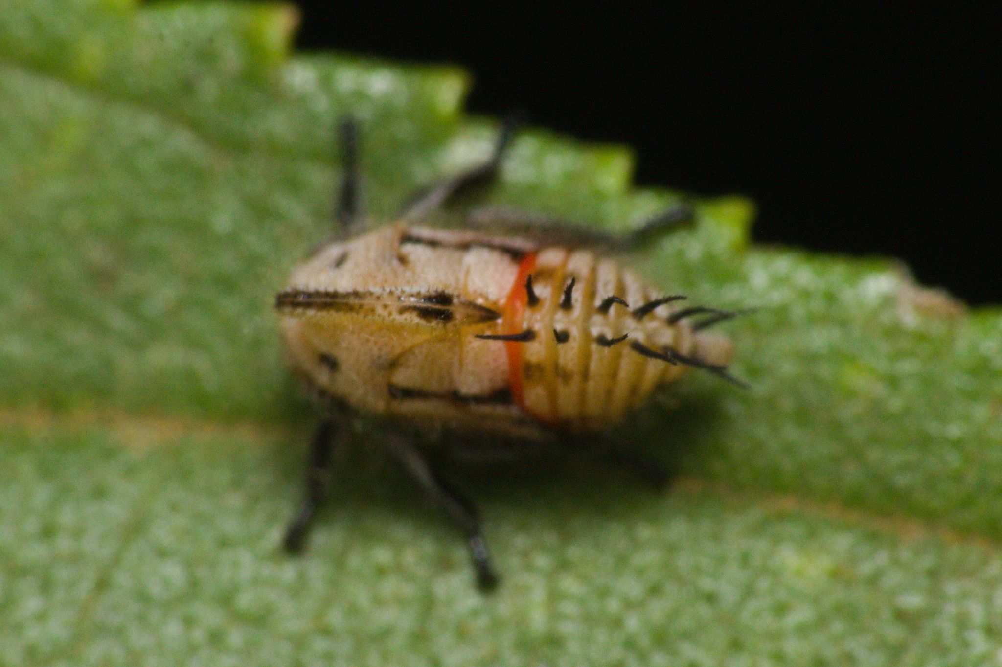 Enchophyllum
