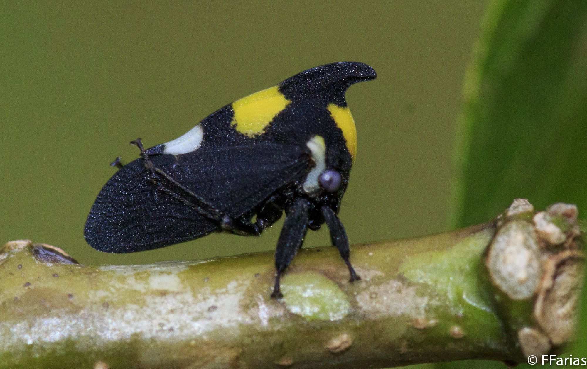 Enchophyllum
