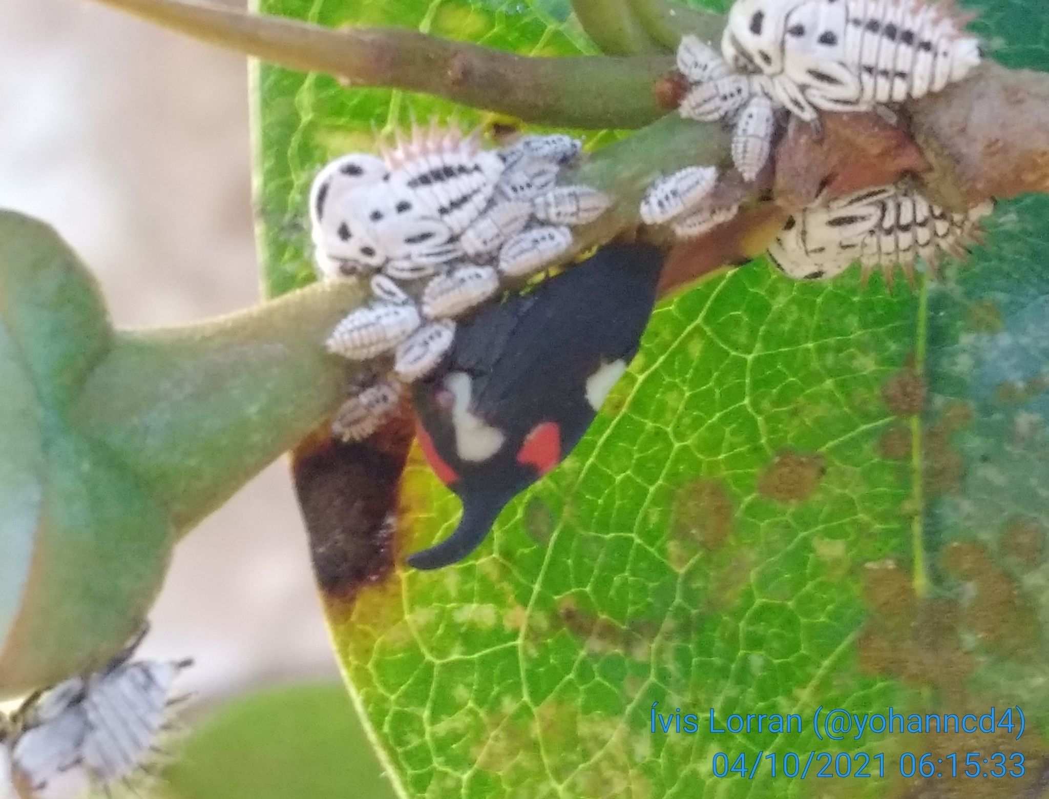 Enchophyllum