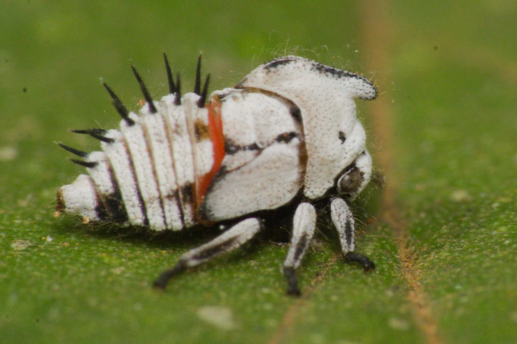 Enchophyllum
