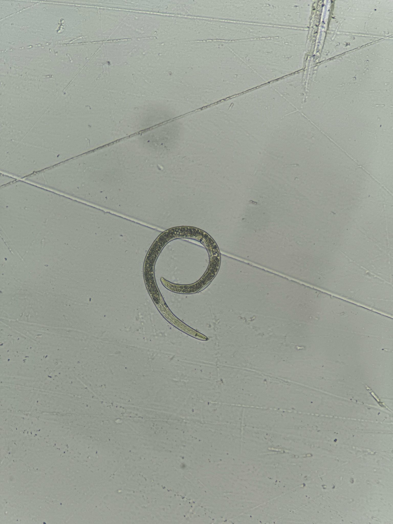Helicotylenchus dihystera