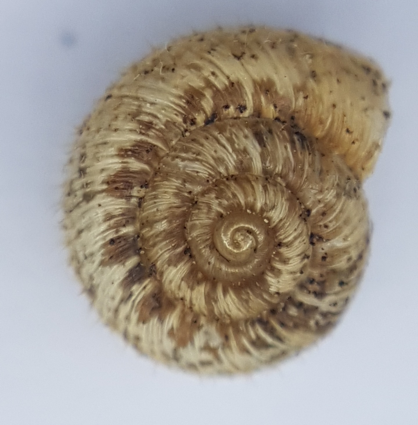 Xerotricha apicina