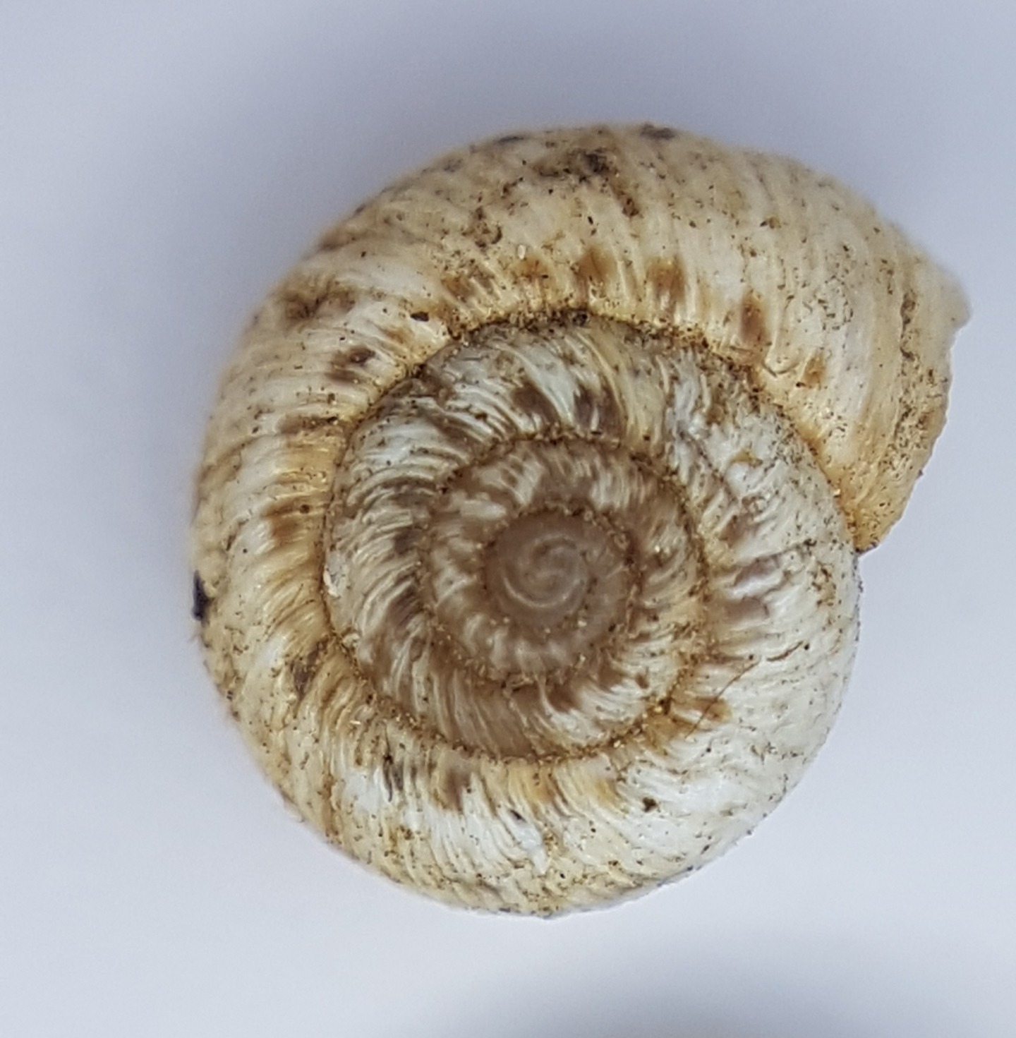 Xerotricha apicina