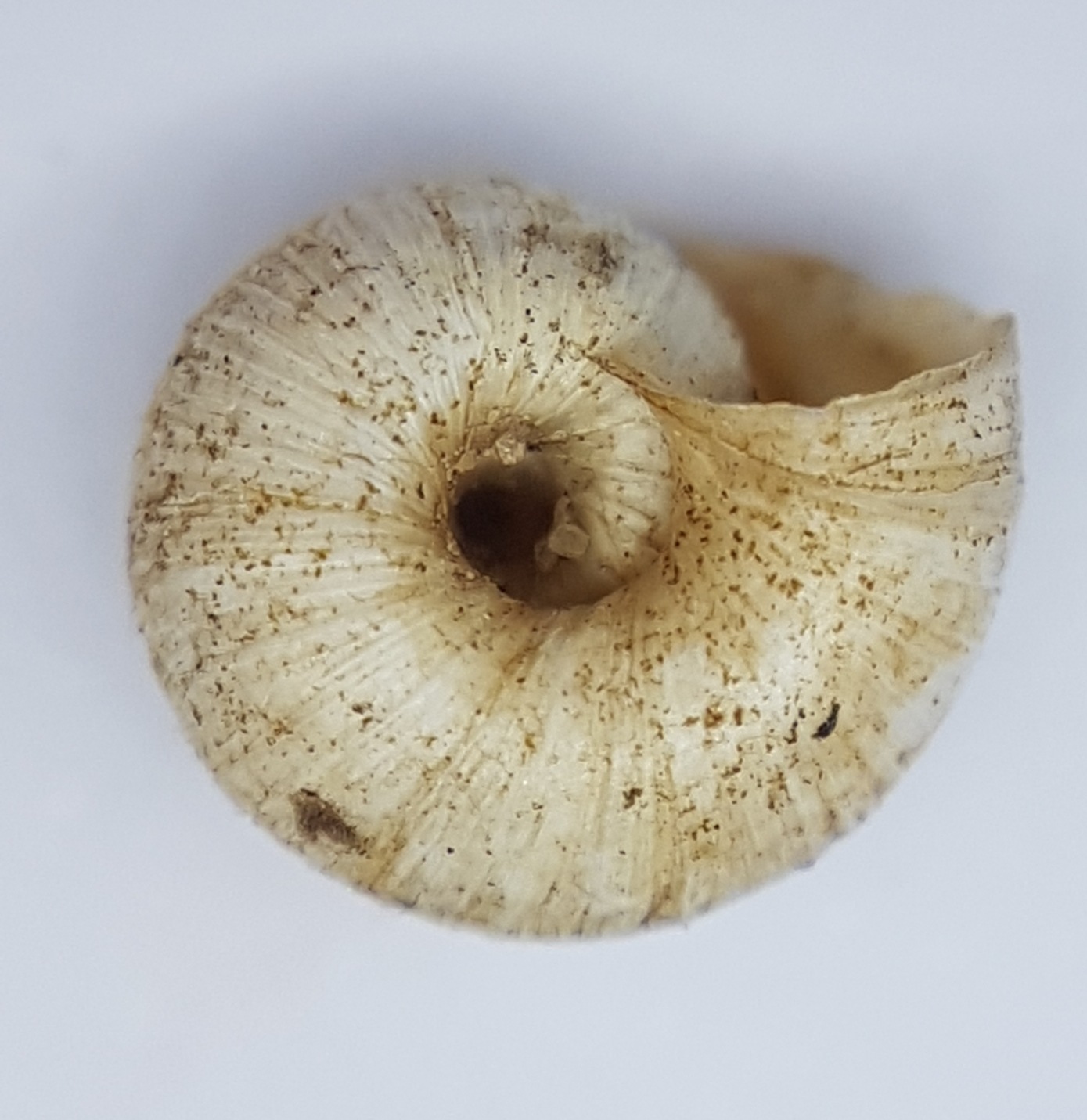 Xerotricha apicina