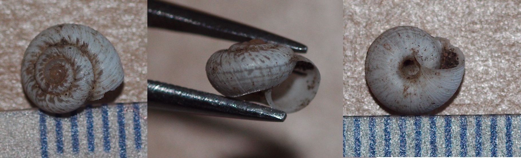 Xerotricha apicina