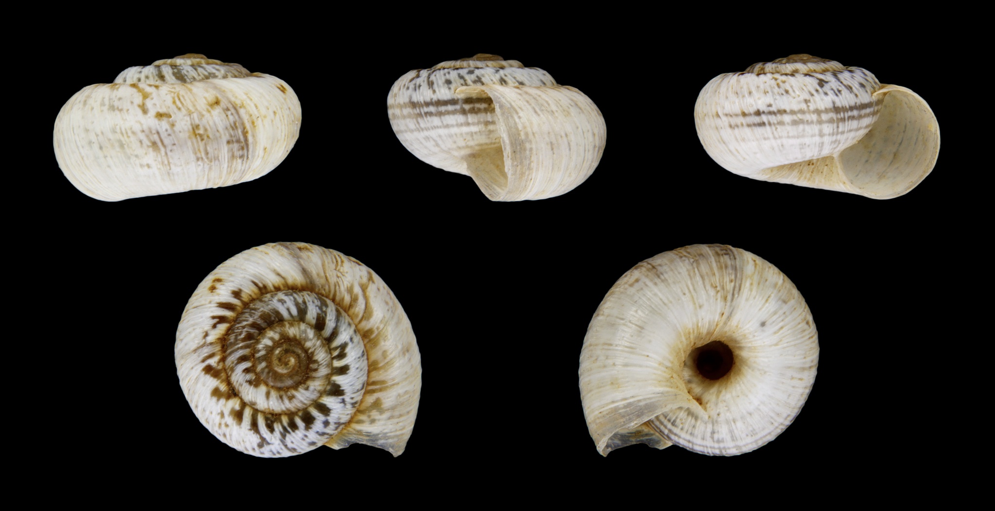 Xerotricha apicina