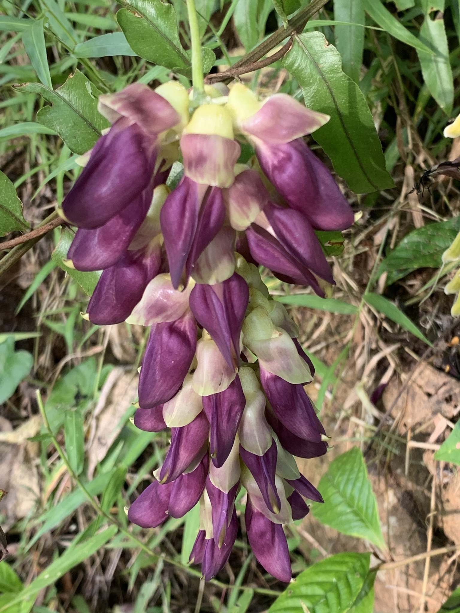 Mucuna pruriens