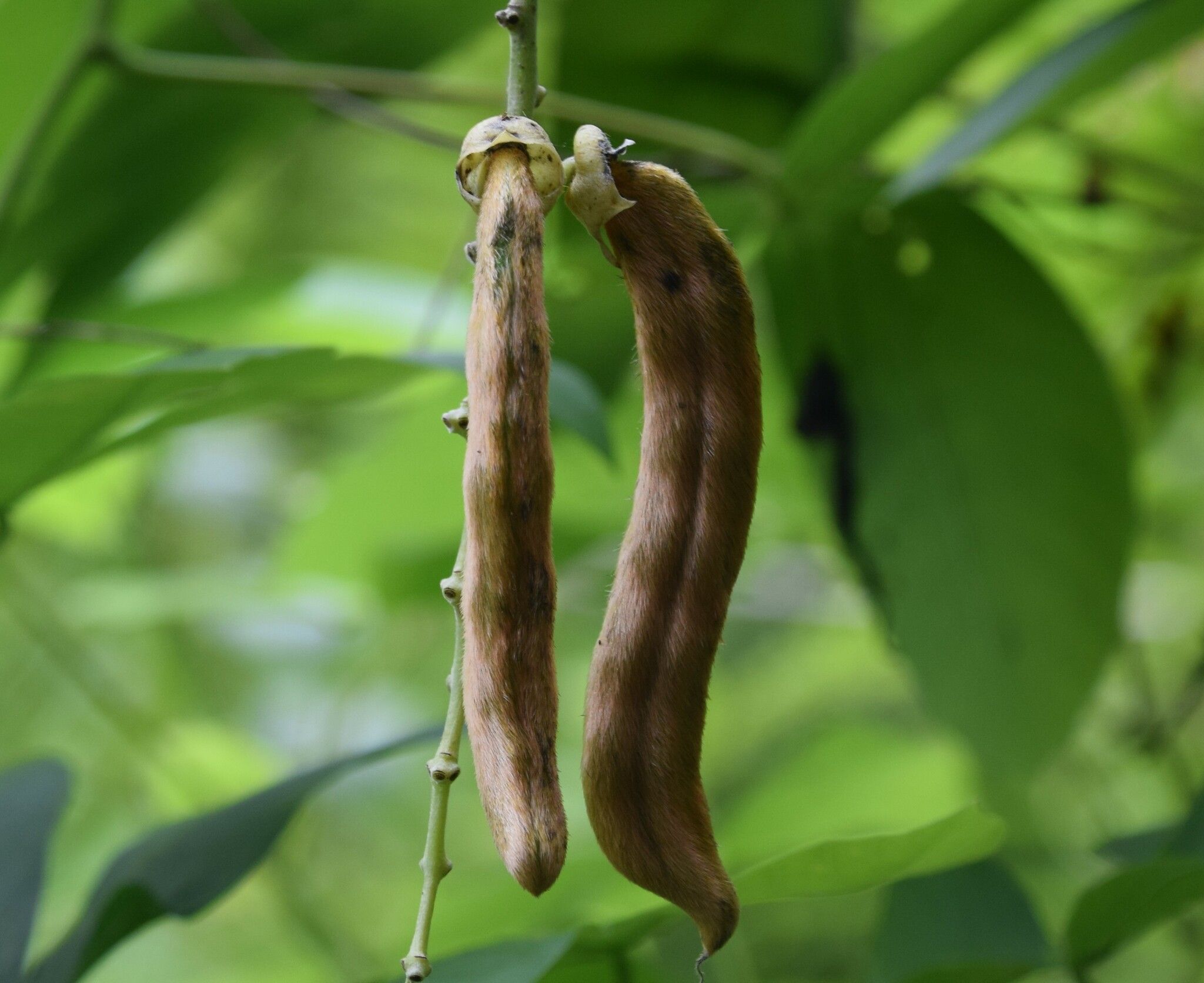 Mucuna pruriens