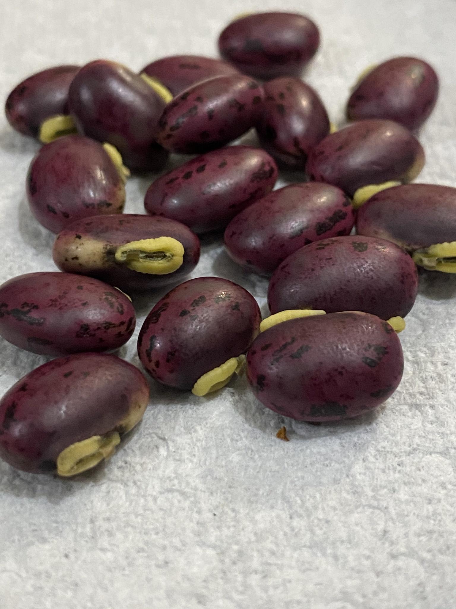 Mucuna pruriens