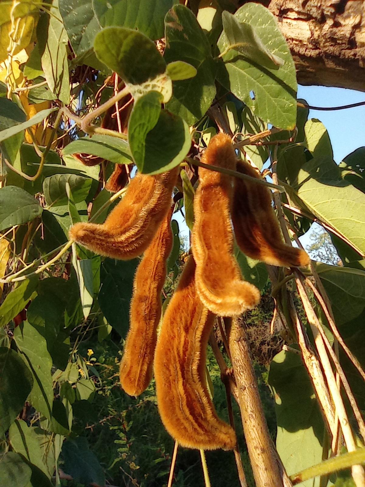Mucuna pruriens