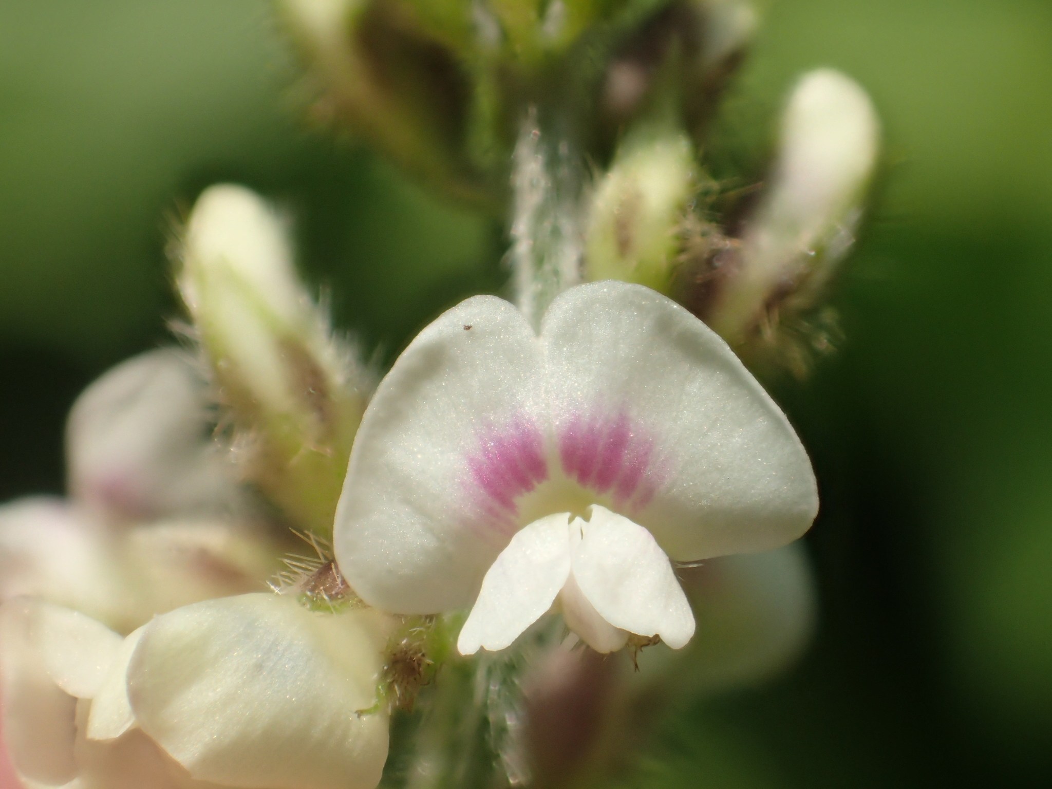 Neonotonia wightii