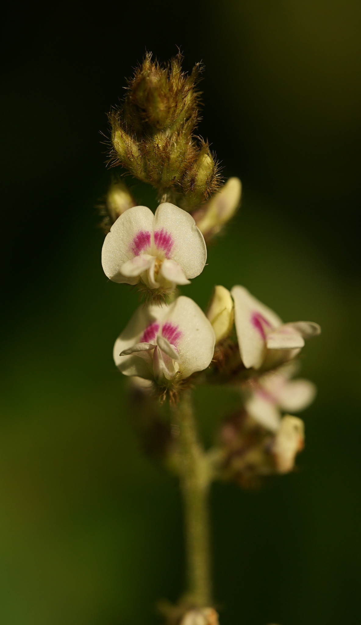 Neonotonia wightii