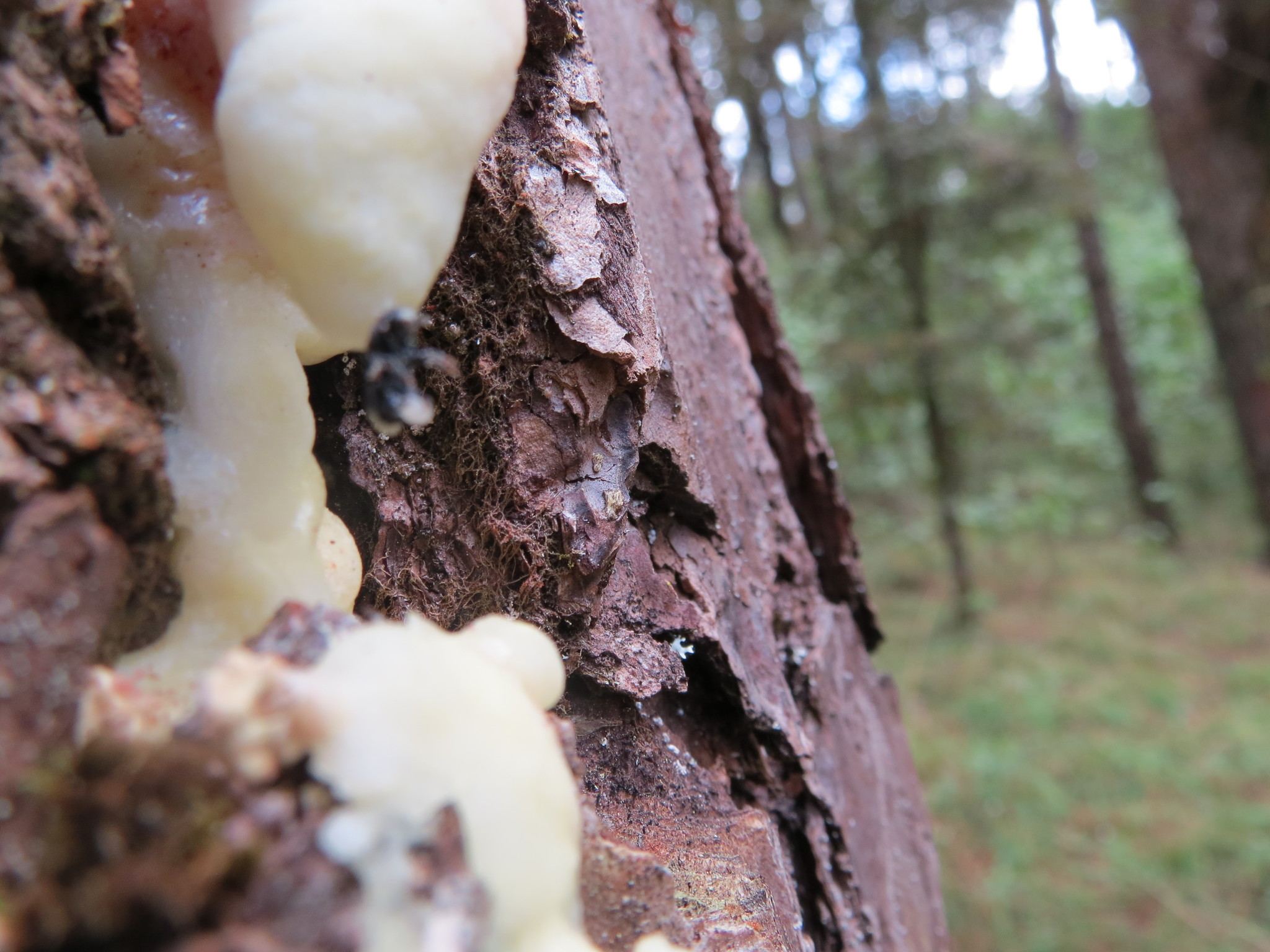 Dendroctonus adjunctus