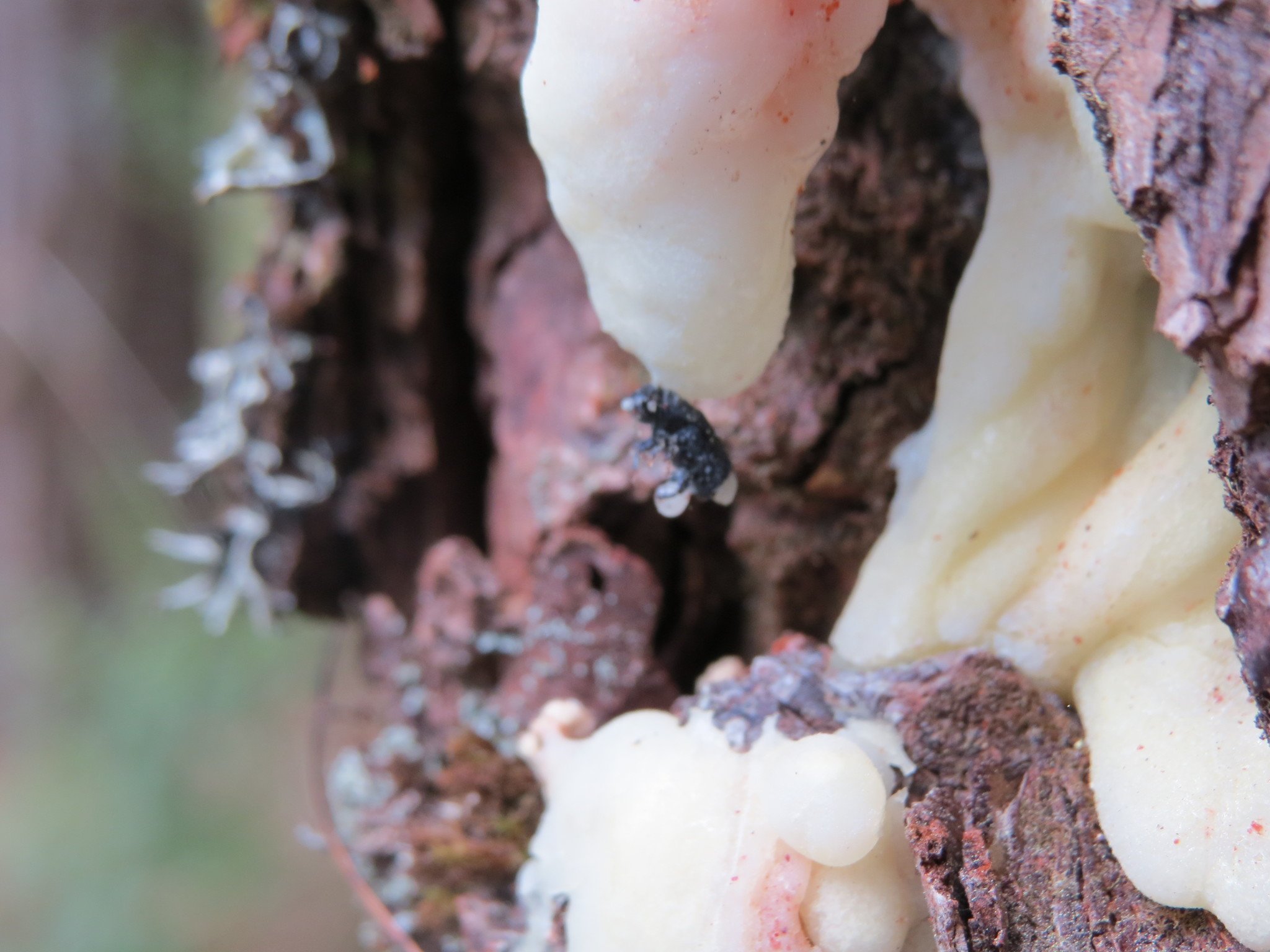 Dendroctonus adjunctus