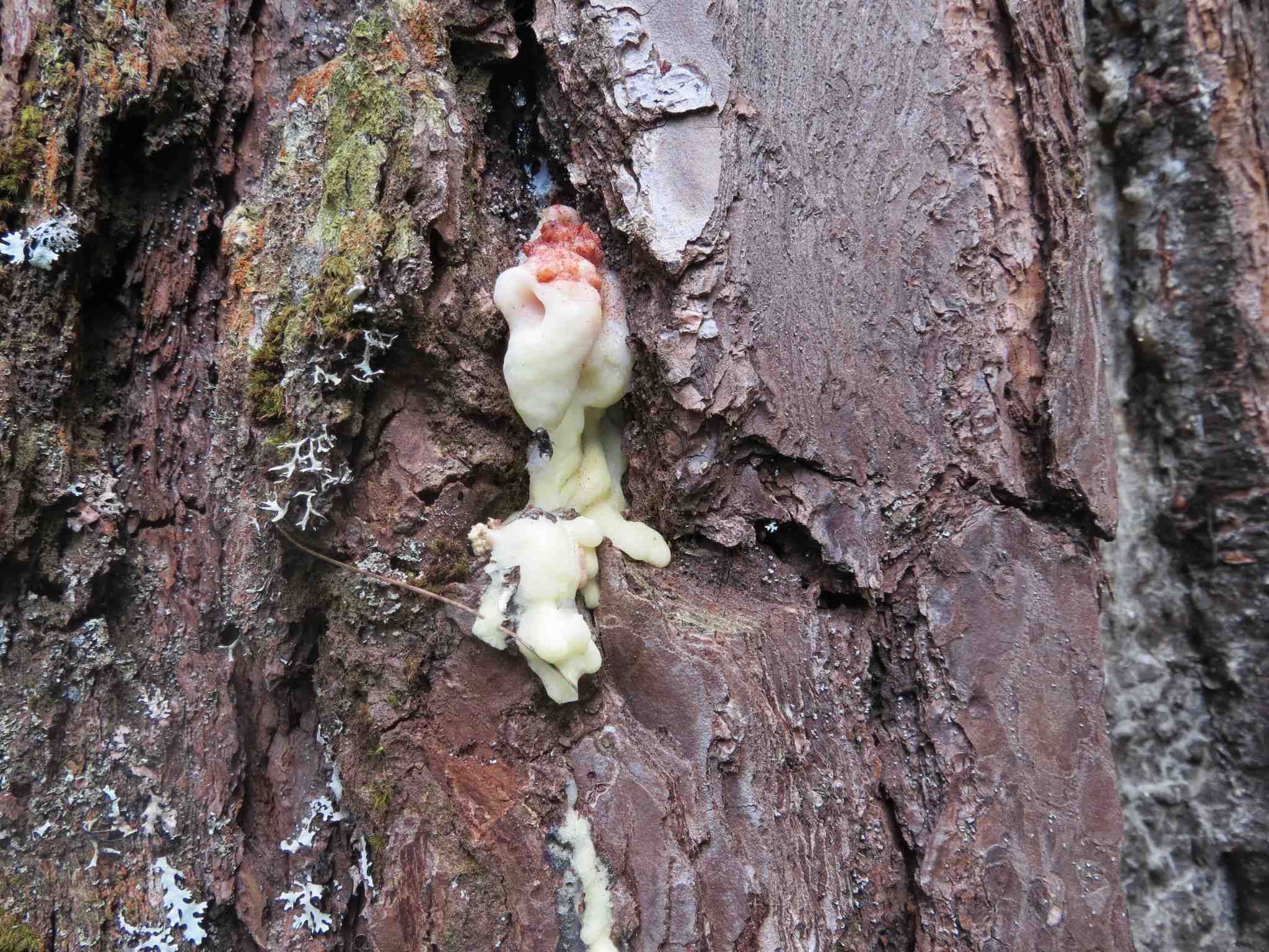 Dendroctonus adjunctus