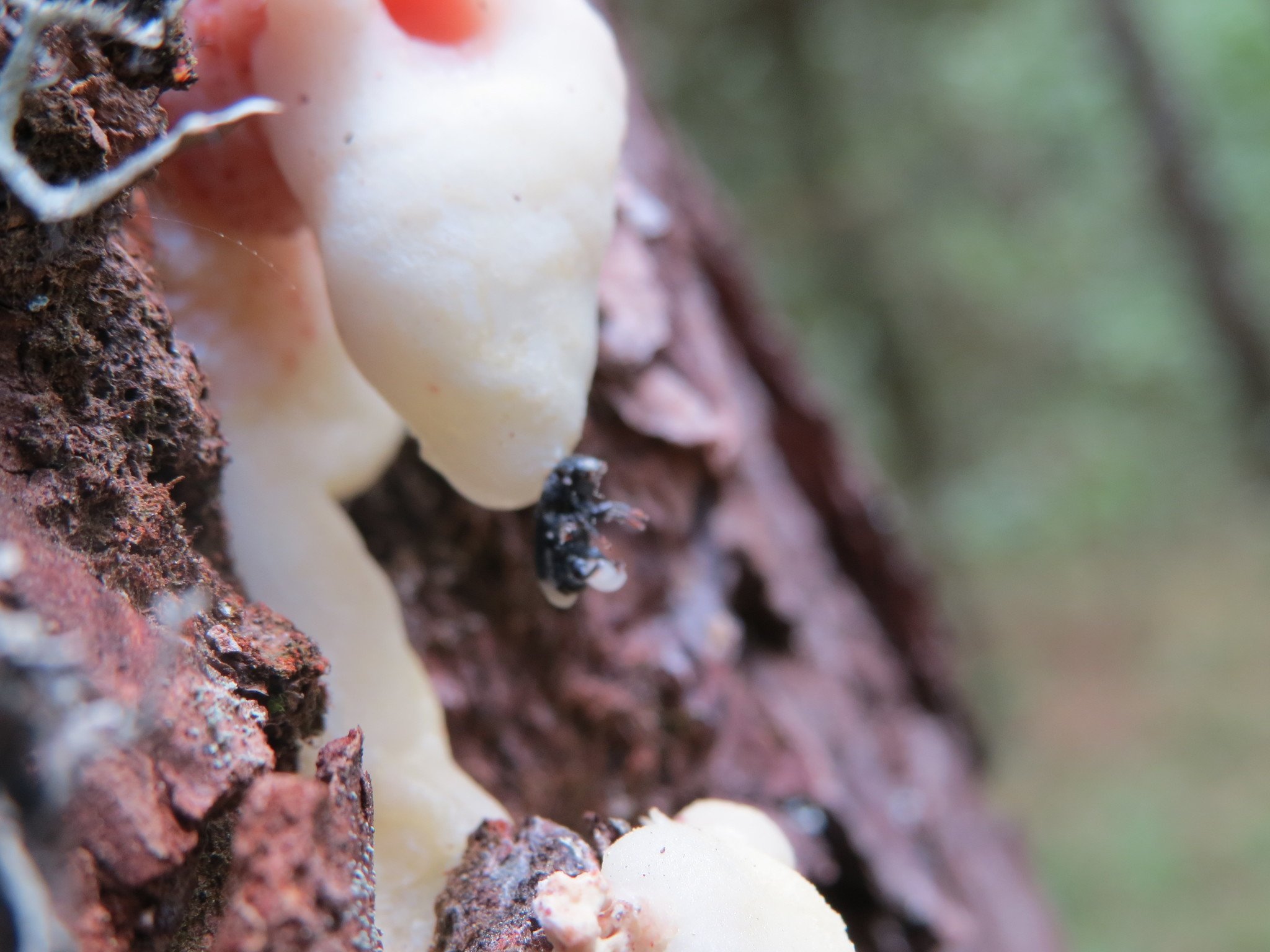 Dendroctonus adjunctus