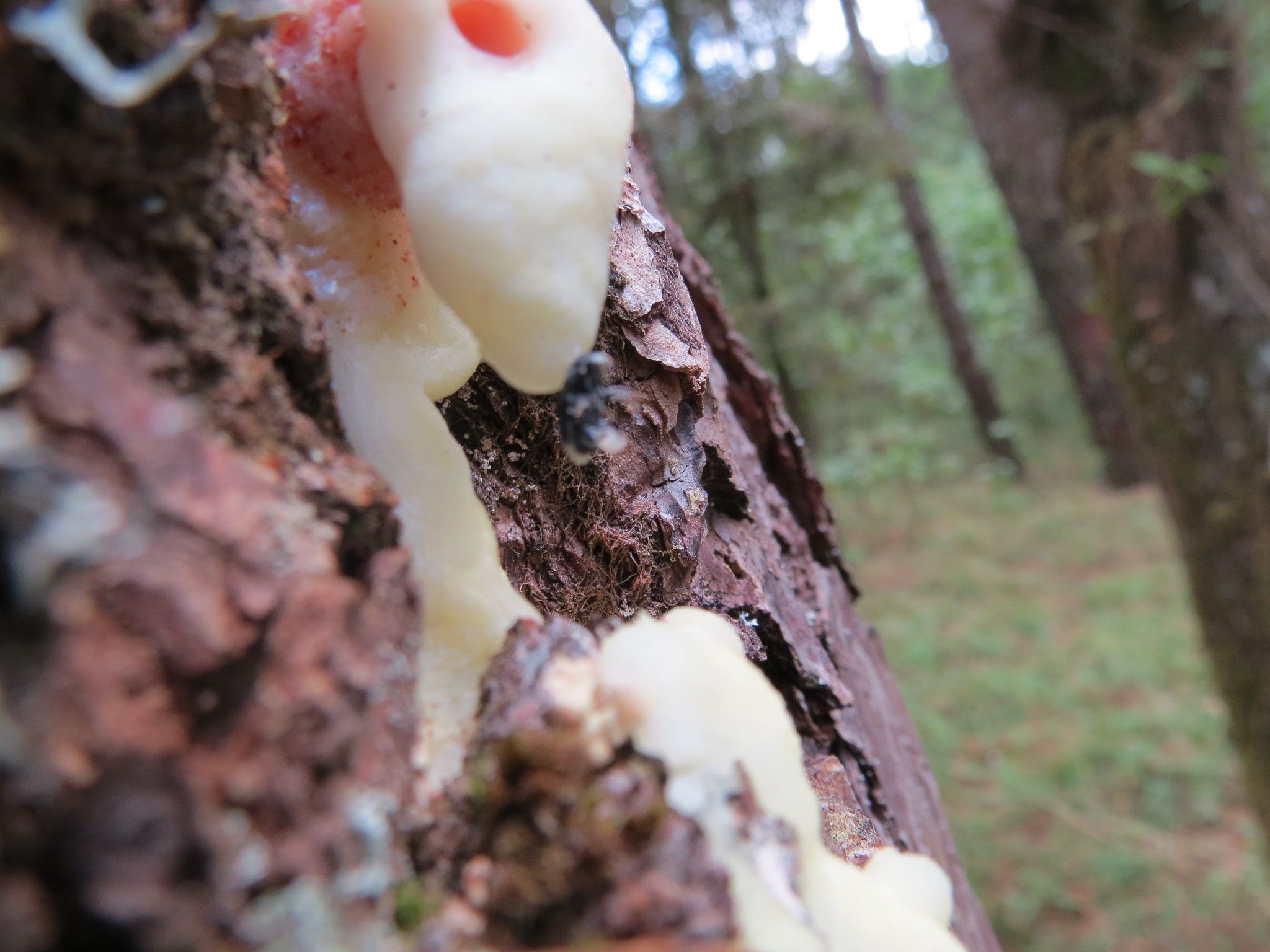 Dendroctonus adjunctus