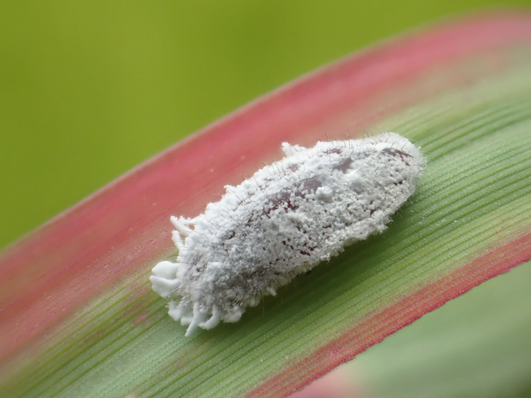 Pseudococcus comstocki