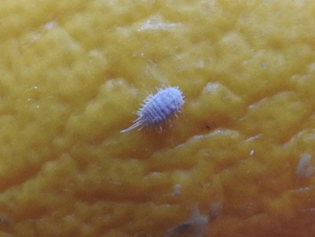 Pseudococcus comstocki
