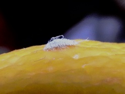 Pseudococcus comstocki