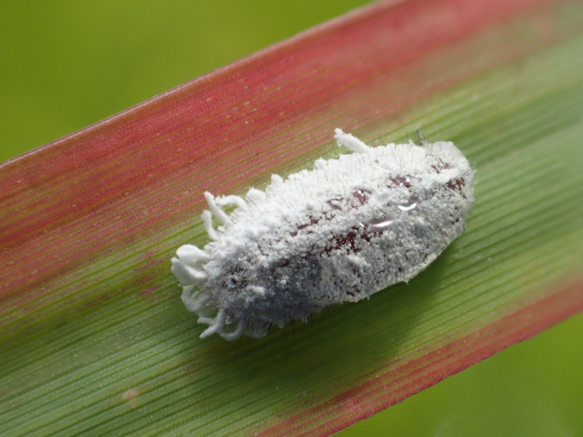 Pseudococcus comstocki