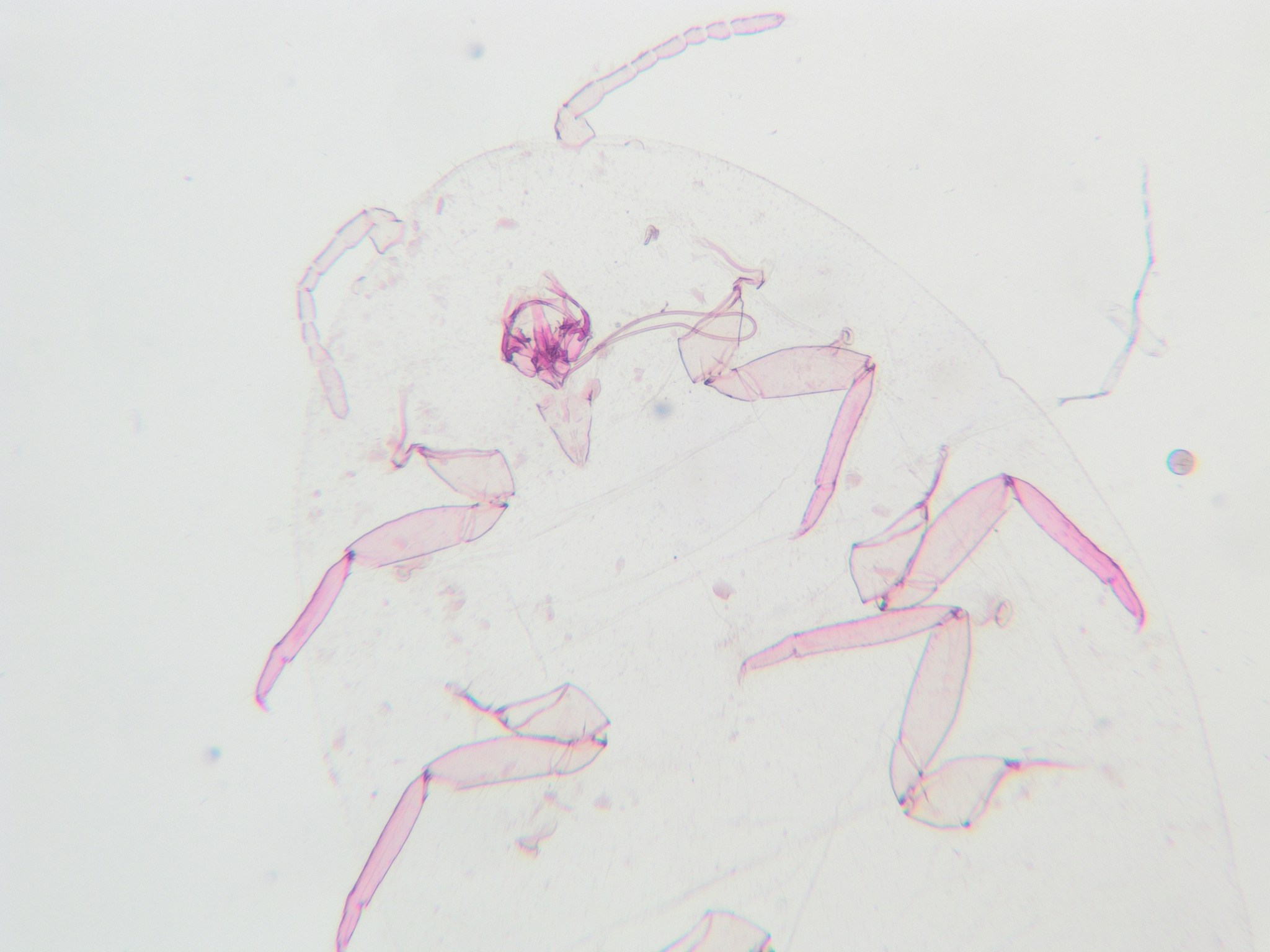 Pseudococcus comstocki