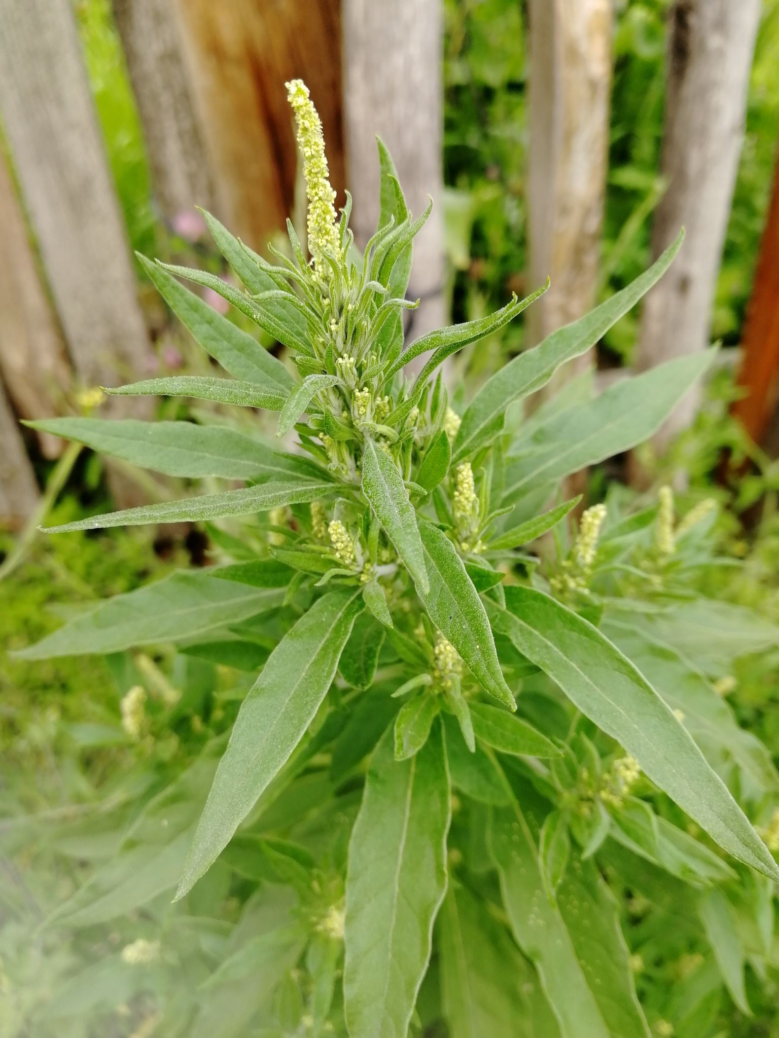 Axyris amaranthoides