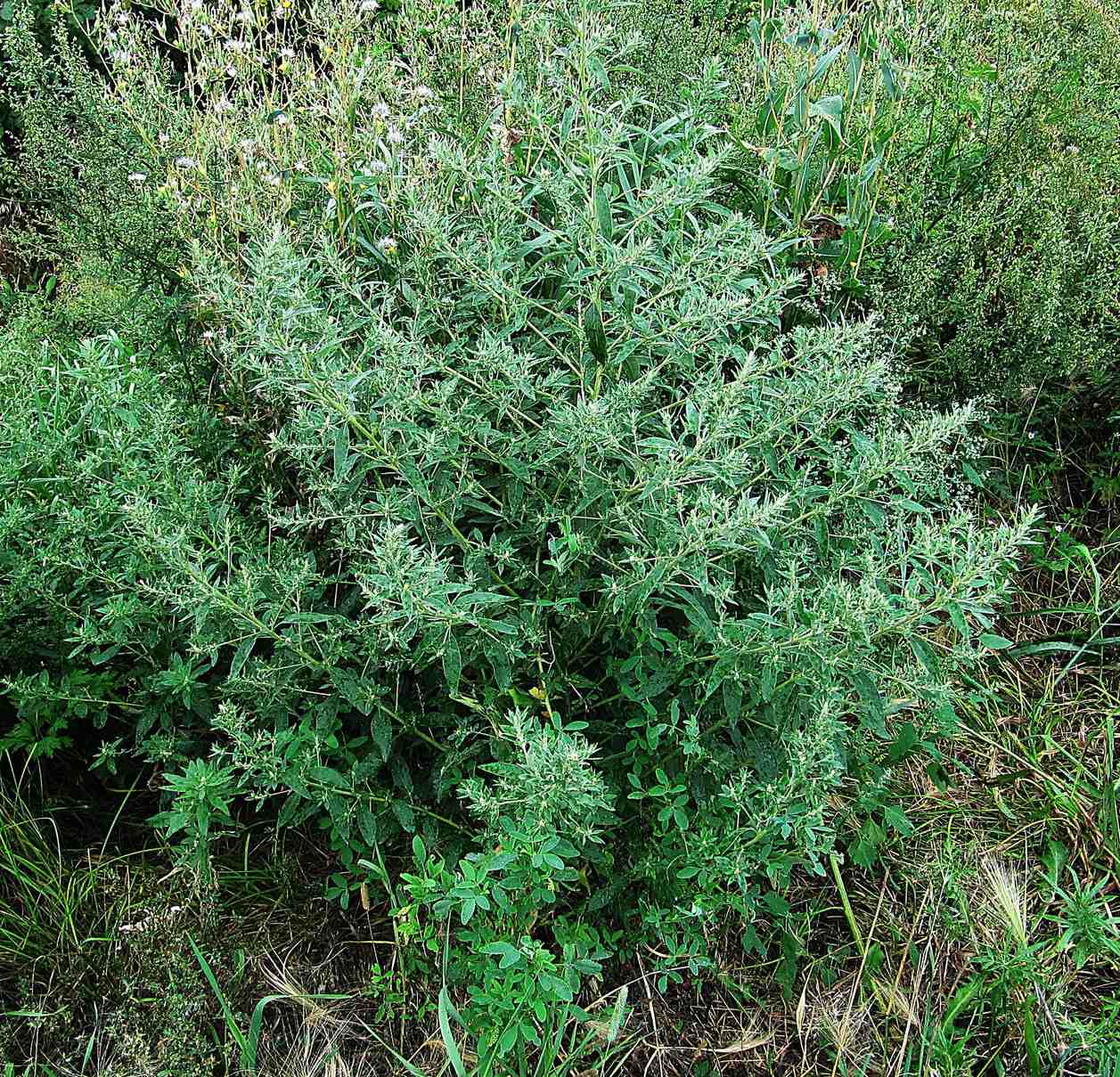 Axyris amaranthoides
