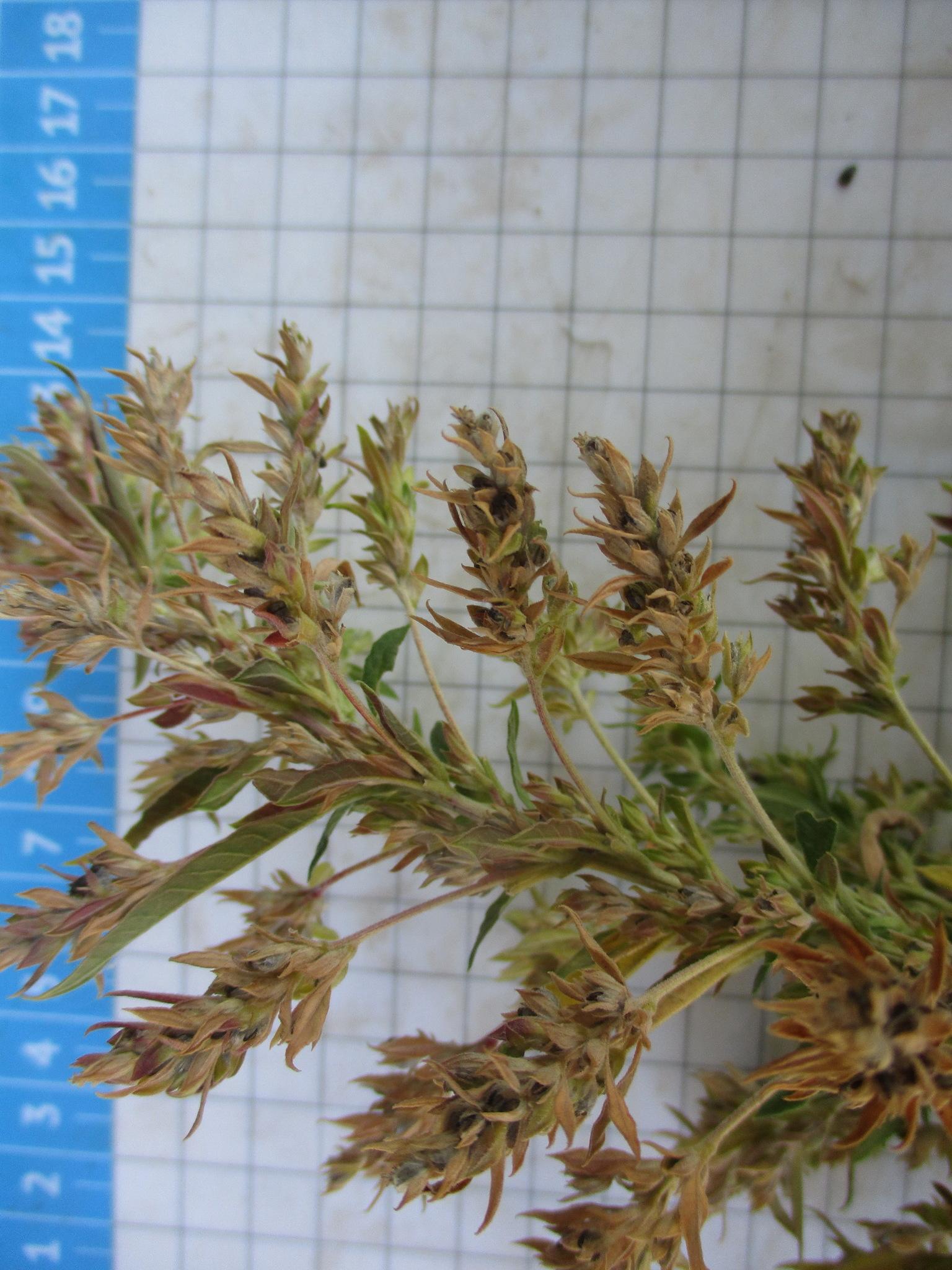 Axyris amaranthoides