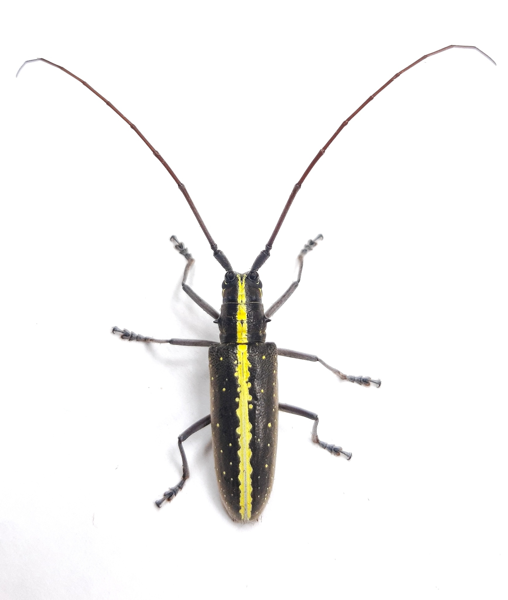 Taeniotes