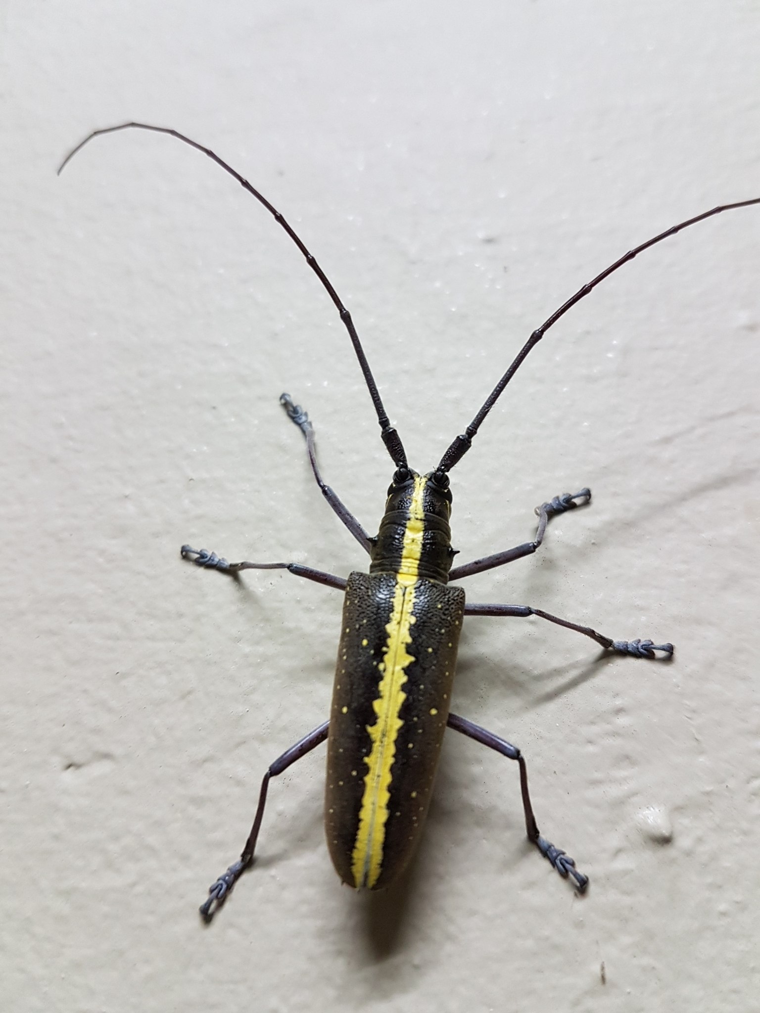 Taeniotes