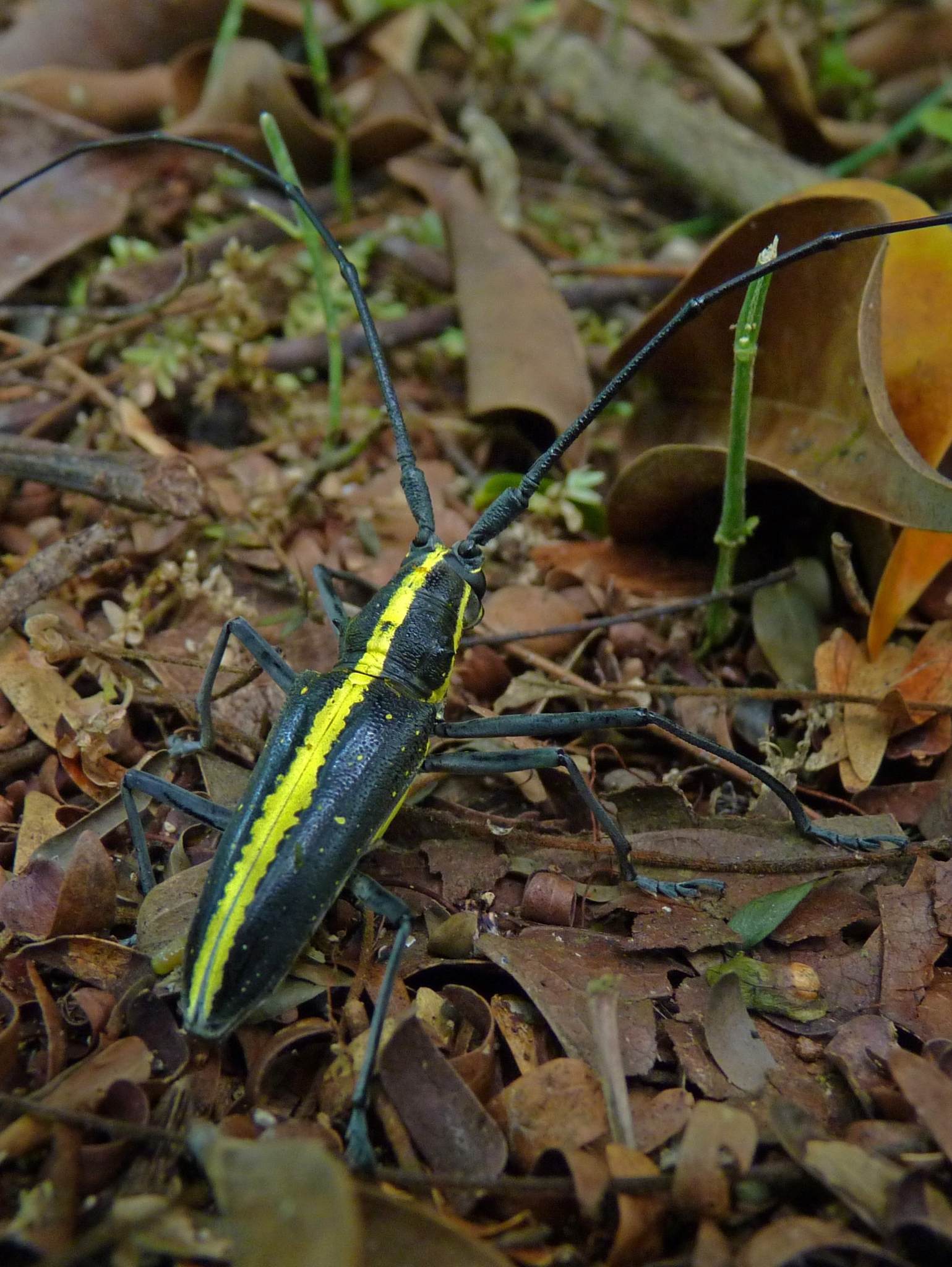 Taeniotes
